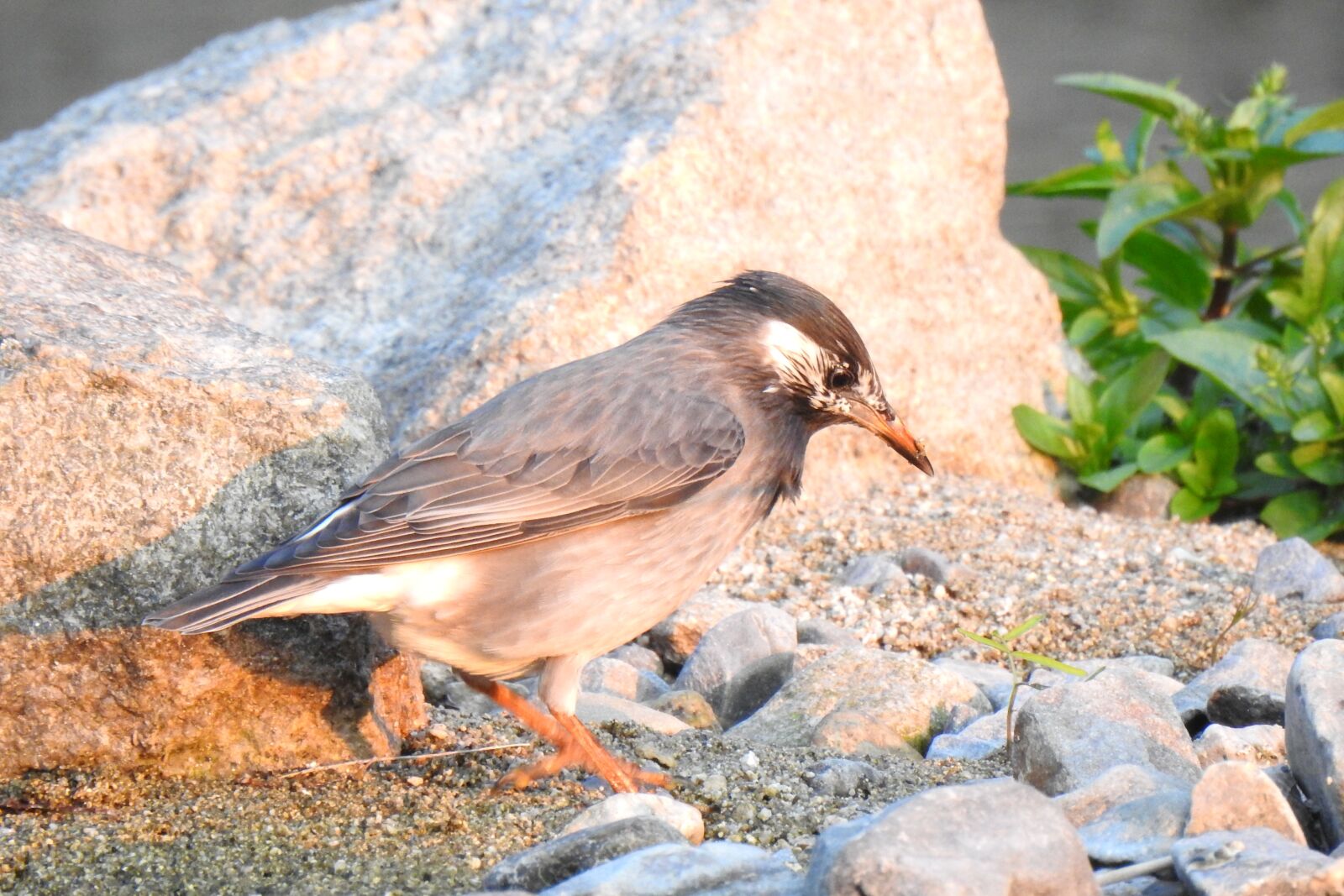 Nikon Coolpix P900 sample photo. Bird, nature, animal photography