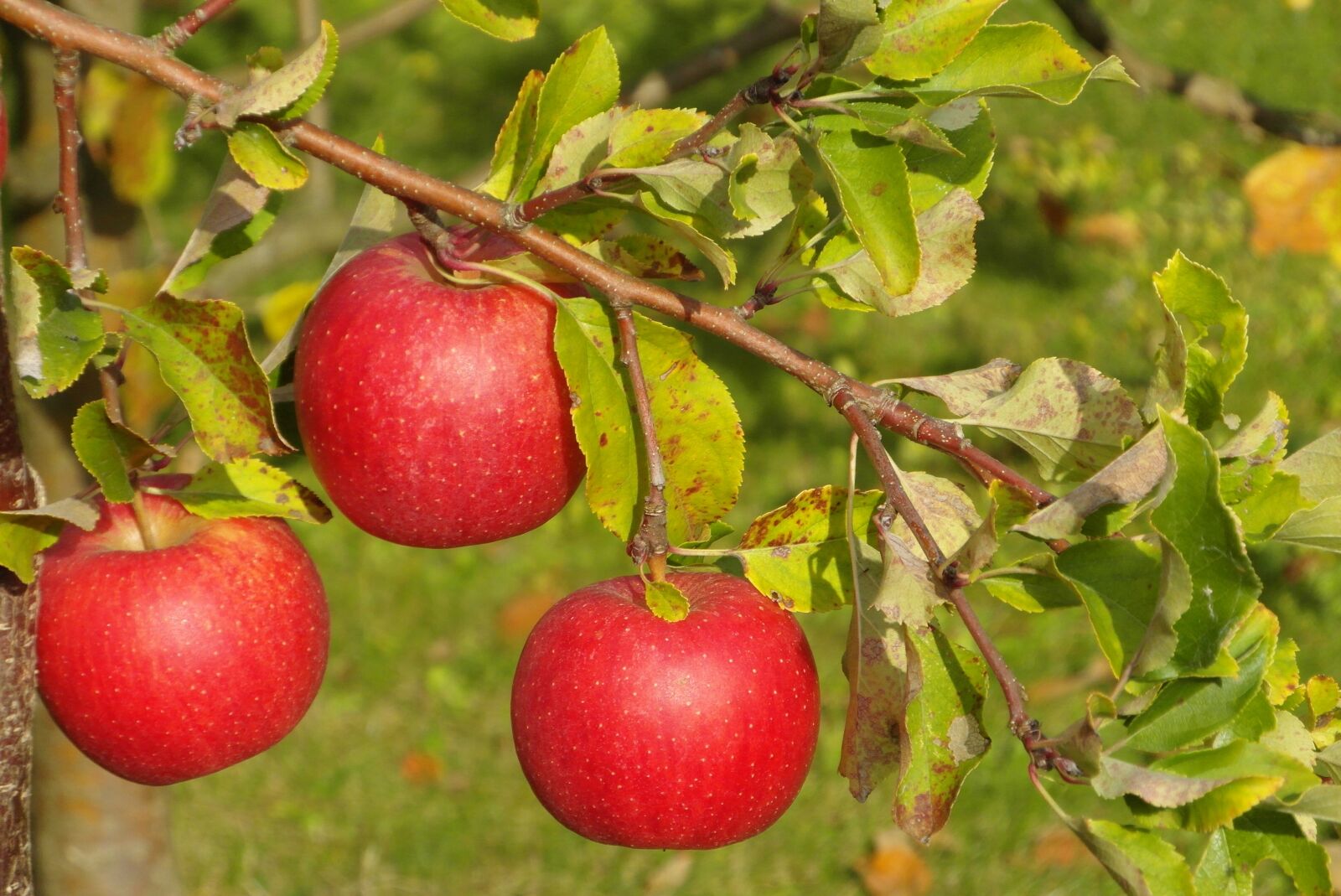 Samsung WB750 sample photo. Apples, red, mature photography