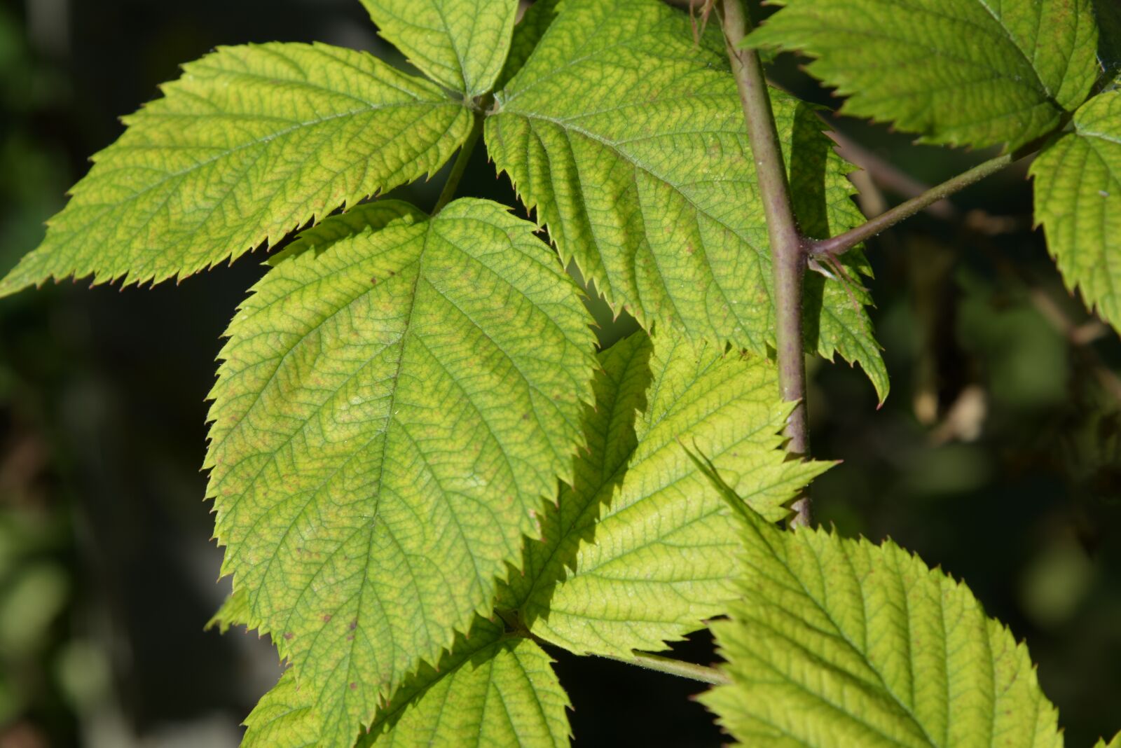 Nikon D750 sample photo. Autumn, blackberry leaves, green photography