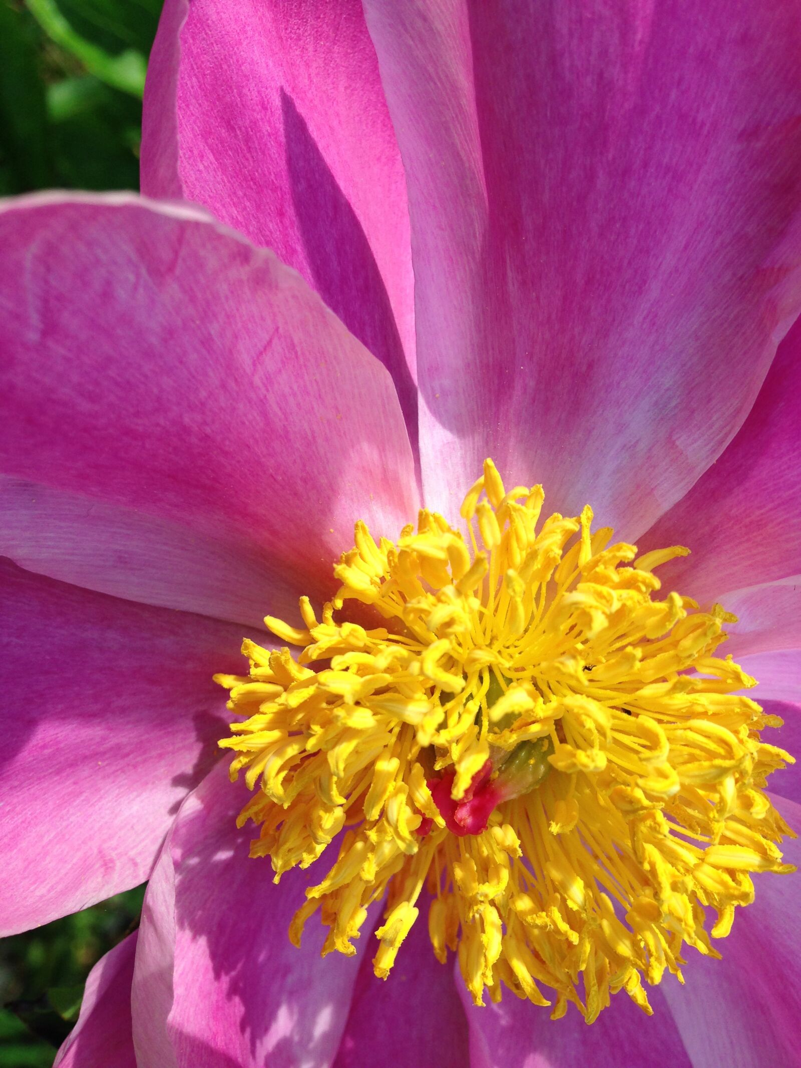 iPhone 5c back camera 4.12mm f/2.4 sample photo. Wild rose, flower, plant photography