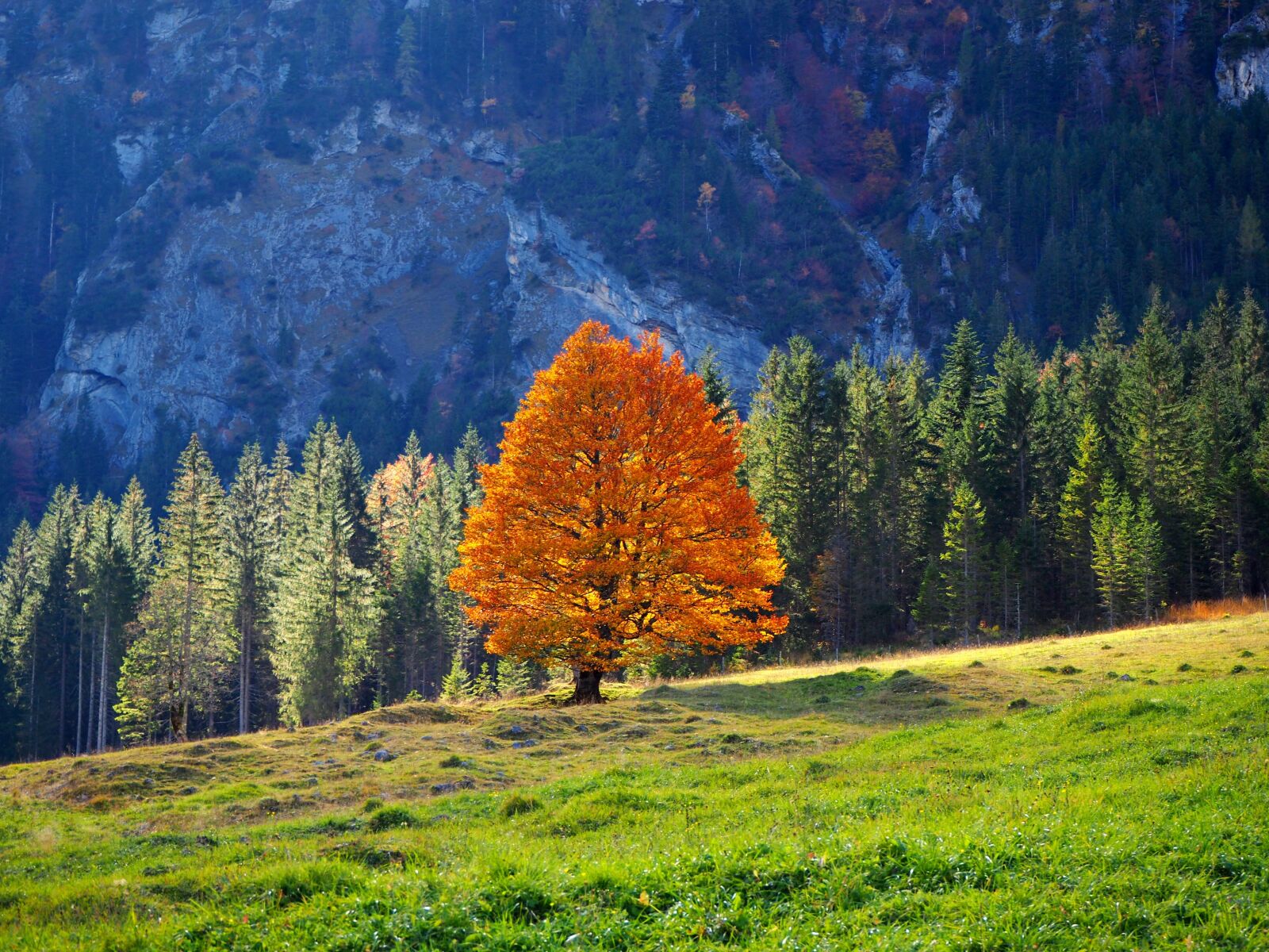 Olympus OM-D E-M10 II sample photo. Nature, tree, maple tree photography