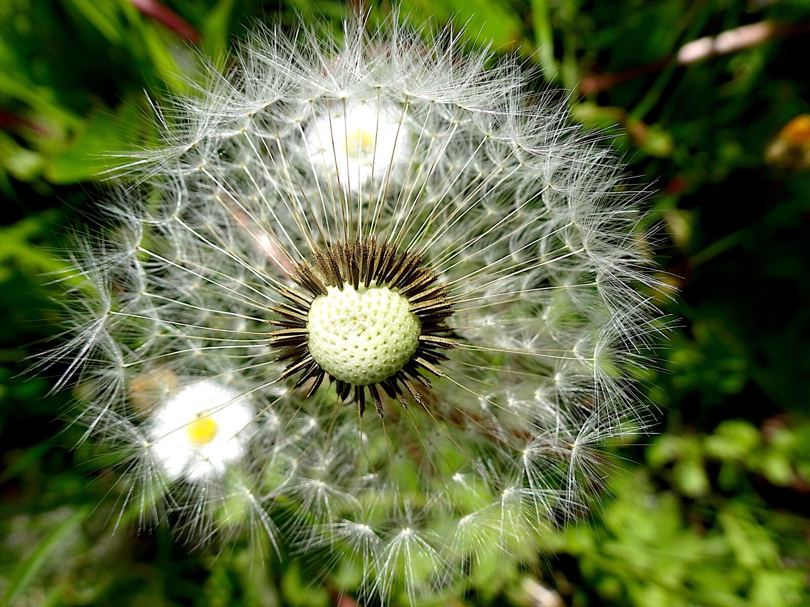 Sony Cyber-shot DSC-HX90V sample photo. Dandelions, egrets, light photography