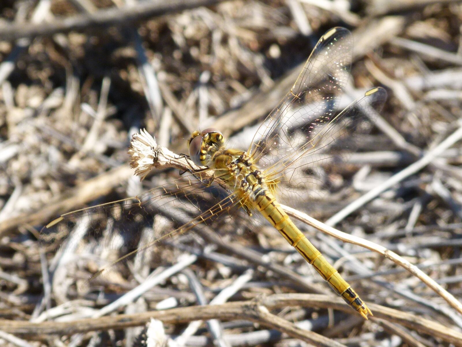 Leica V-Lux 2 sample photo. Dragonfly, yellow dragonfly, orthetrum photography