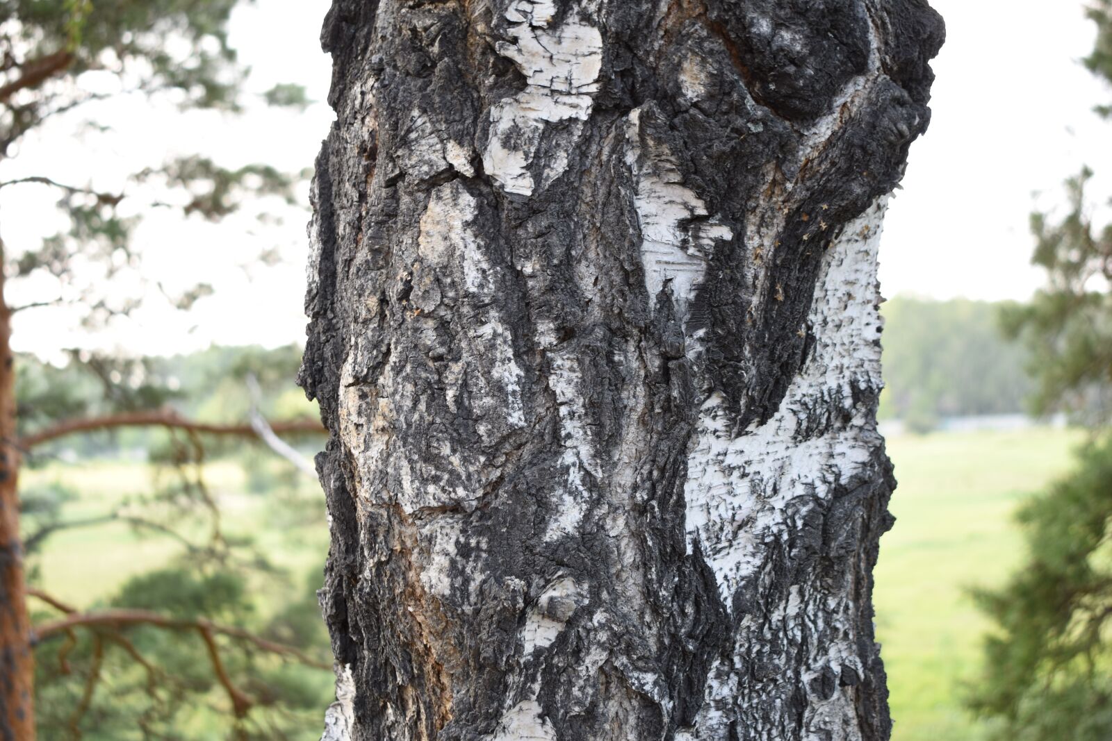 Nikon D3500 sample photo. Bark, birch, tree photography