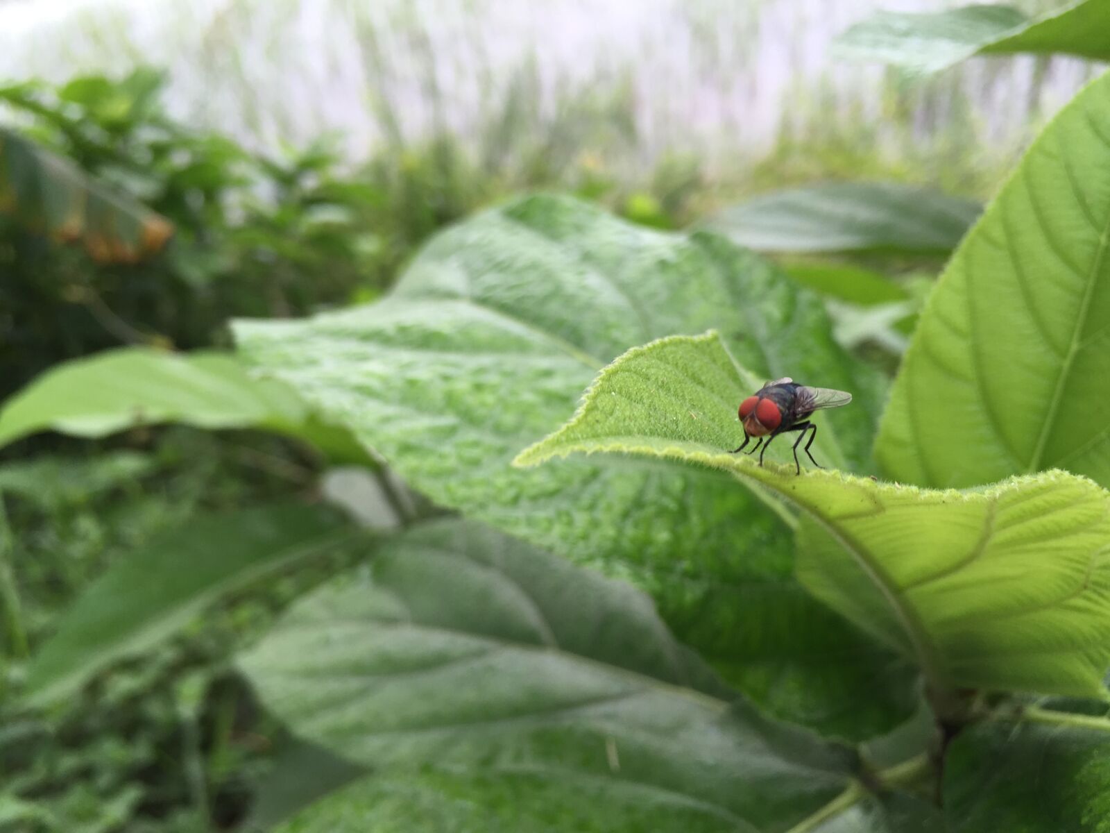 Apple iPhone 6 sample photo. Cute, housefly photography