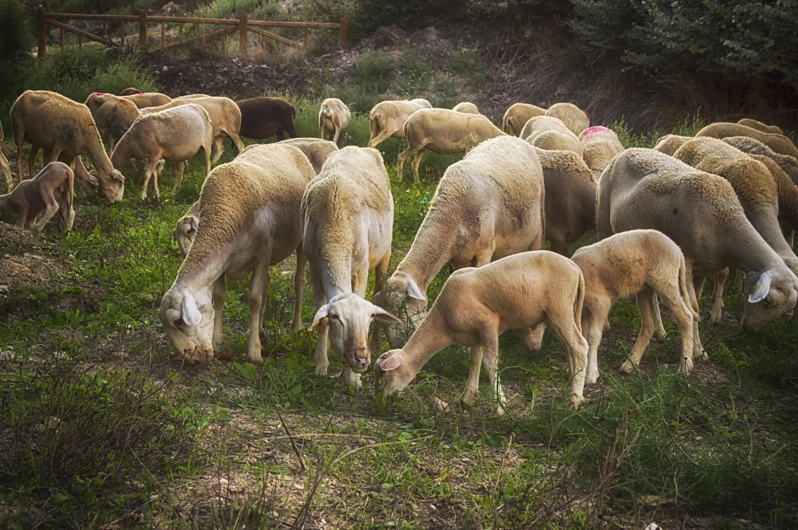 Nikon D3200 sample photo. Lamb, sheep, flock photography