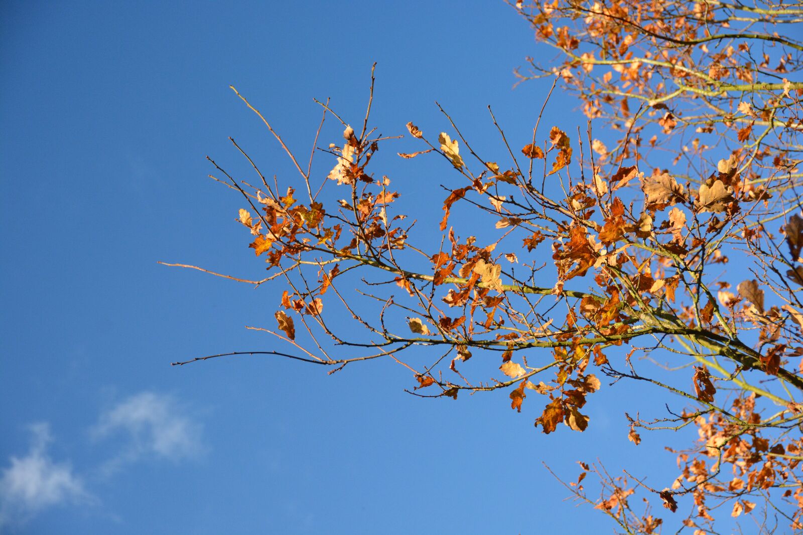Nikon D7100 sample photo. Leaves, tree leaves, air photography