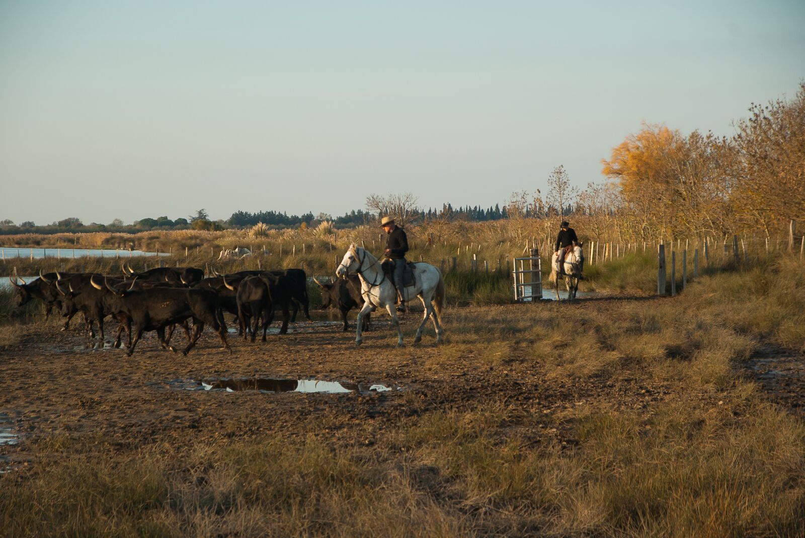 Pentax K10D sample photo. Camargue, bulls, riders photography