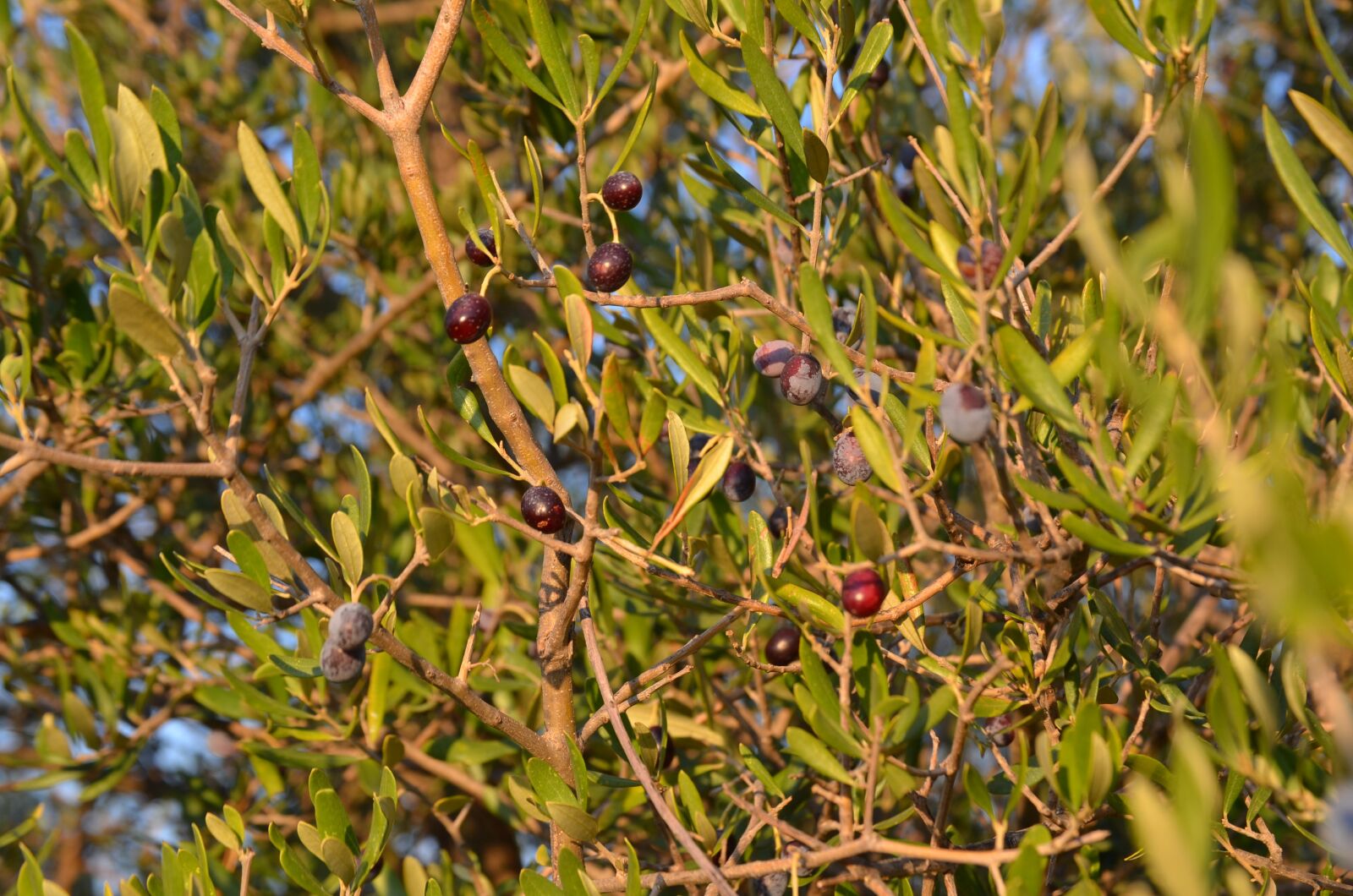 Nikon D7000 sample photo. Wild olive, crazy olives photography