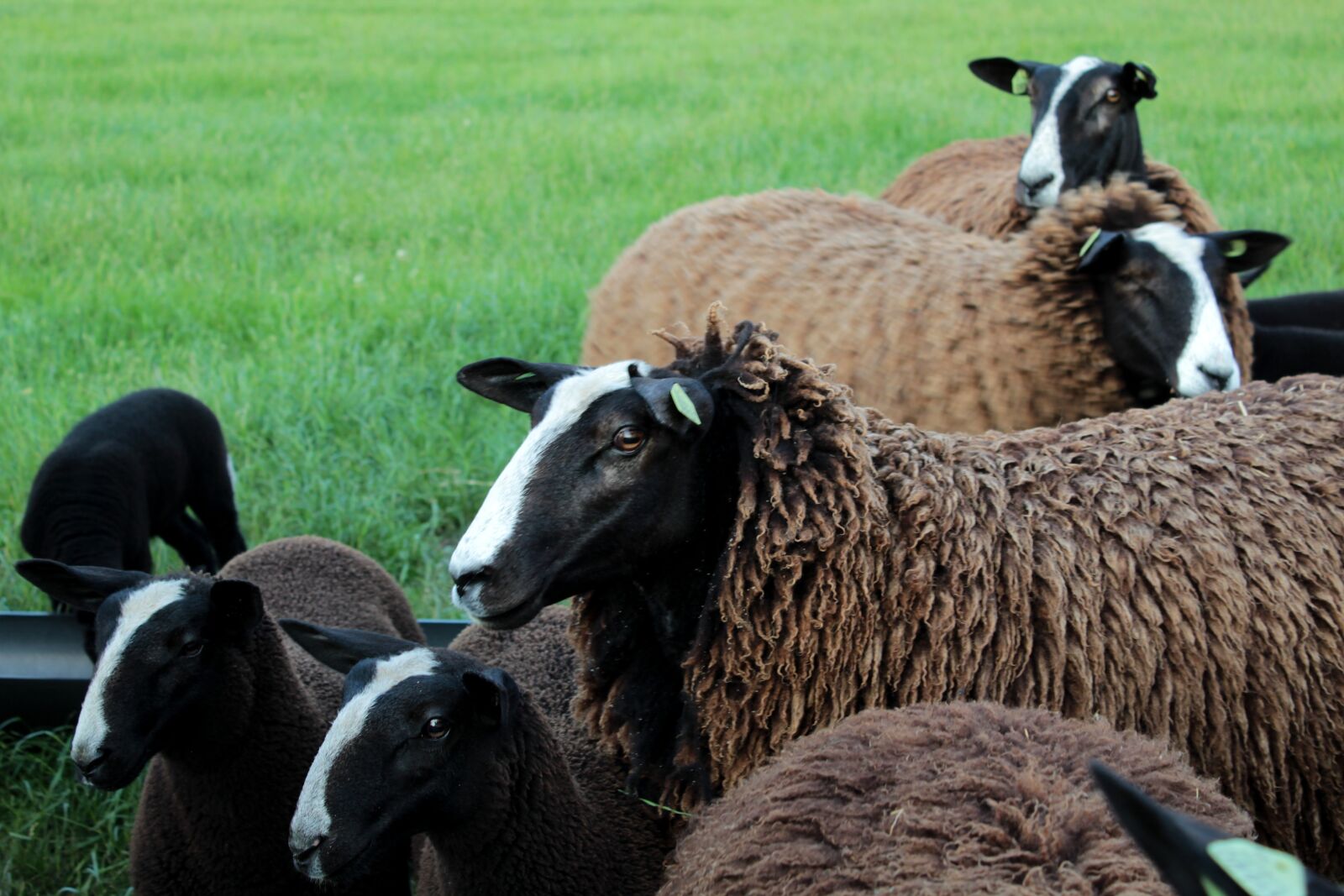 Canon EOS 600D (Rebel EOS T3i / EOS Kiss X5) sample photo. Zwartblesschaap, farm animal, lambs photography