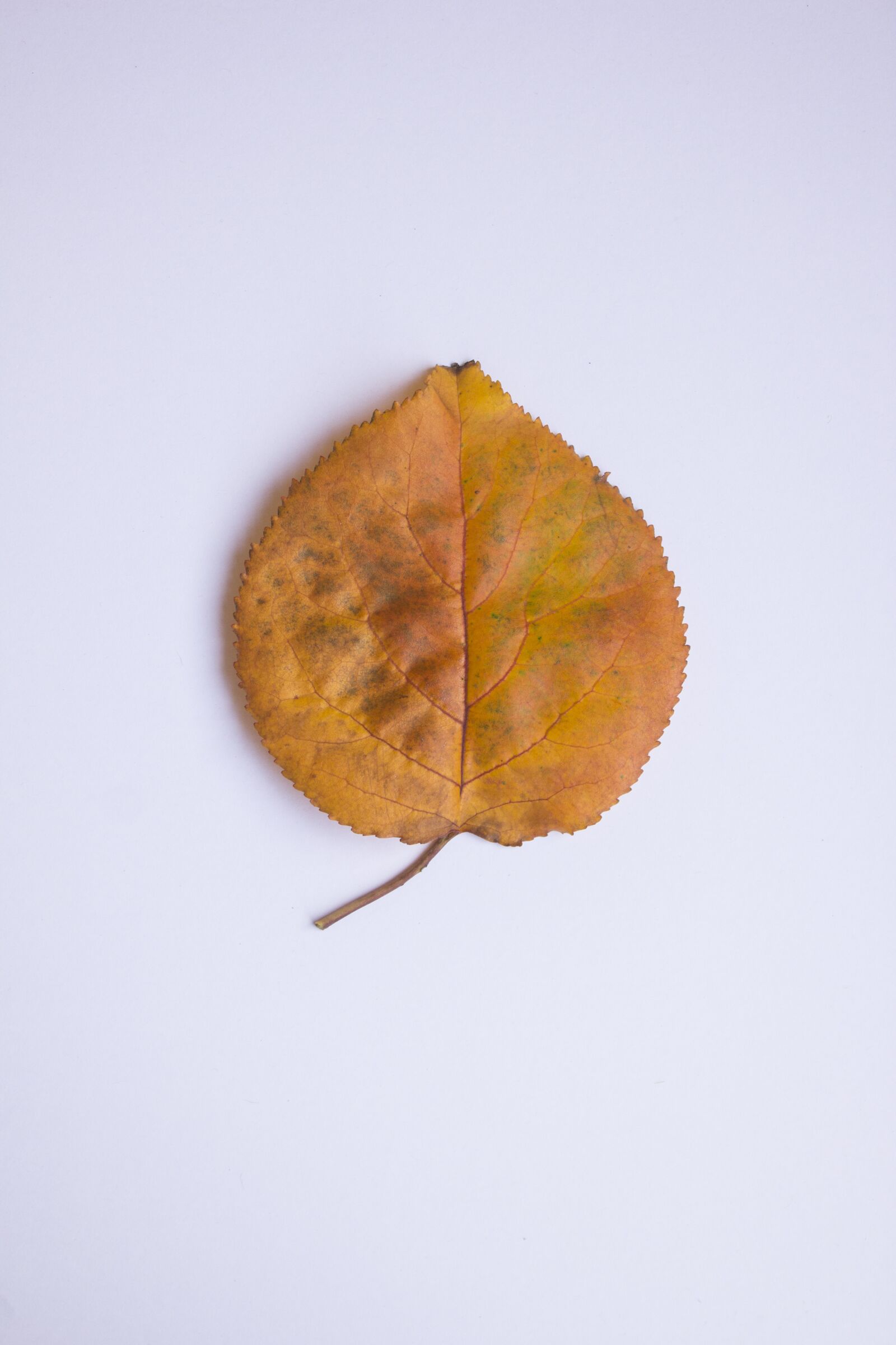 Canon EF-S 18-55mm F3.5-5.6 IS sample photo. Leaf, autumn, colors photography