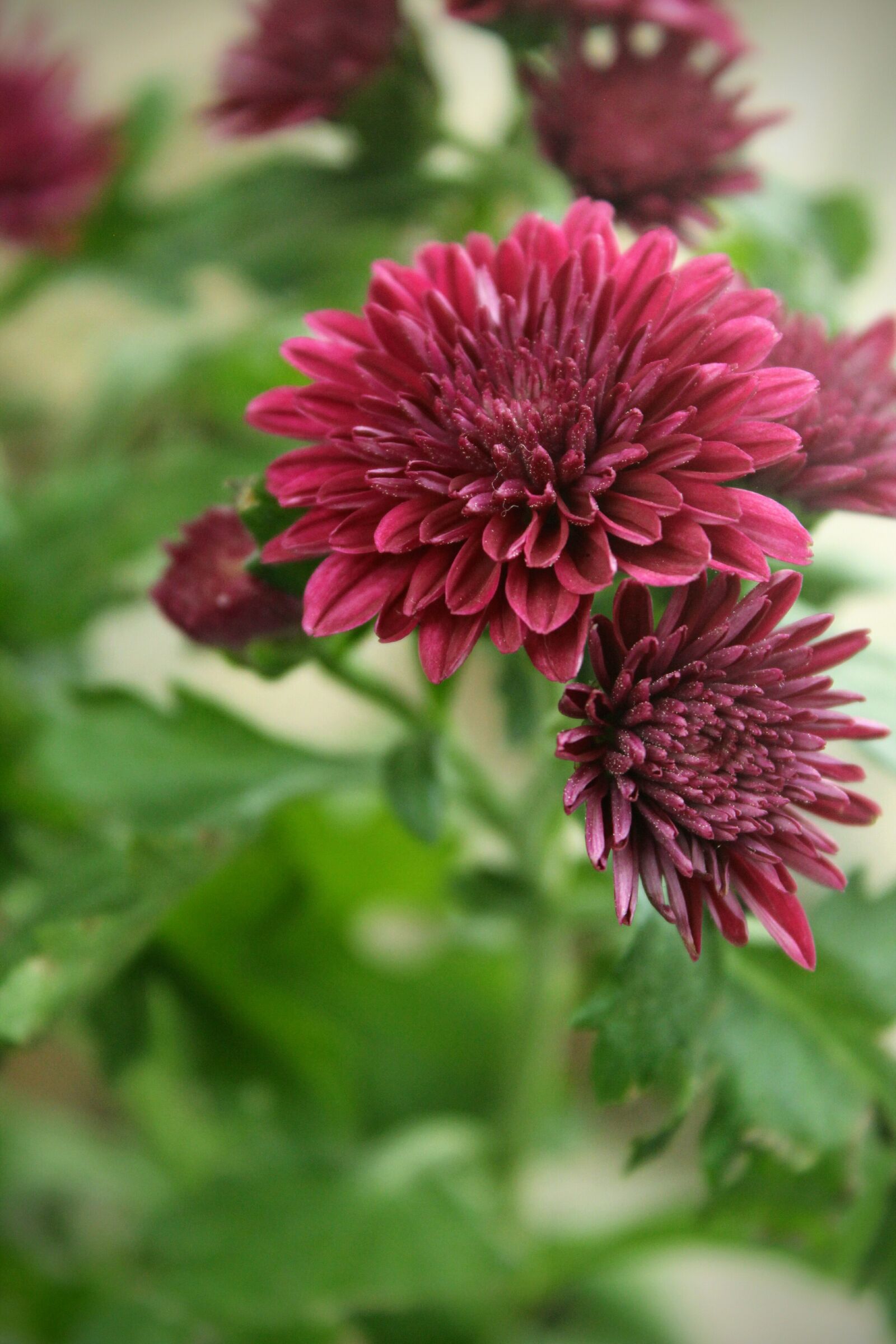 Canon EOS 1300D (EOS Rebel T6 / EOS Kiss X80) sample photo. Chrysanthemum, flowers, macro photography