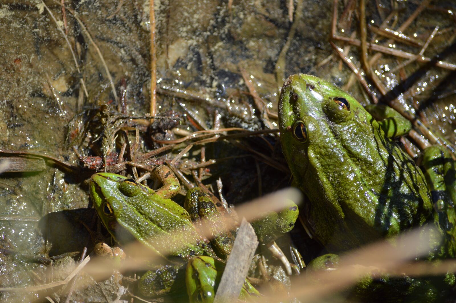 Nikon D3200 sample photo. Frogs, water, insect photography