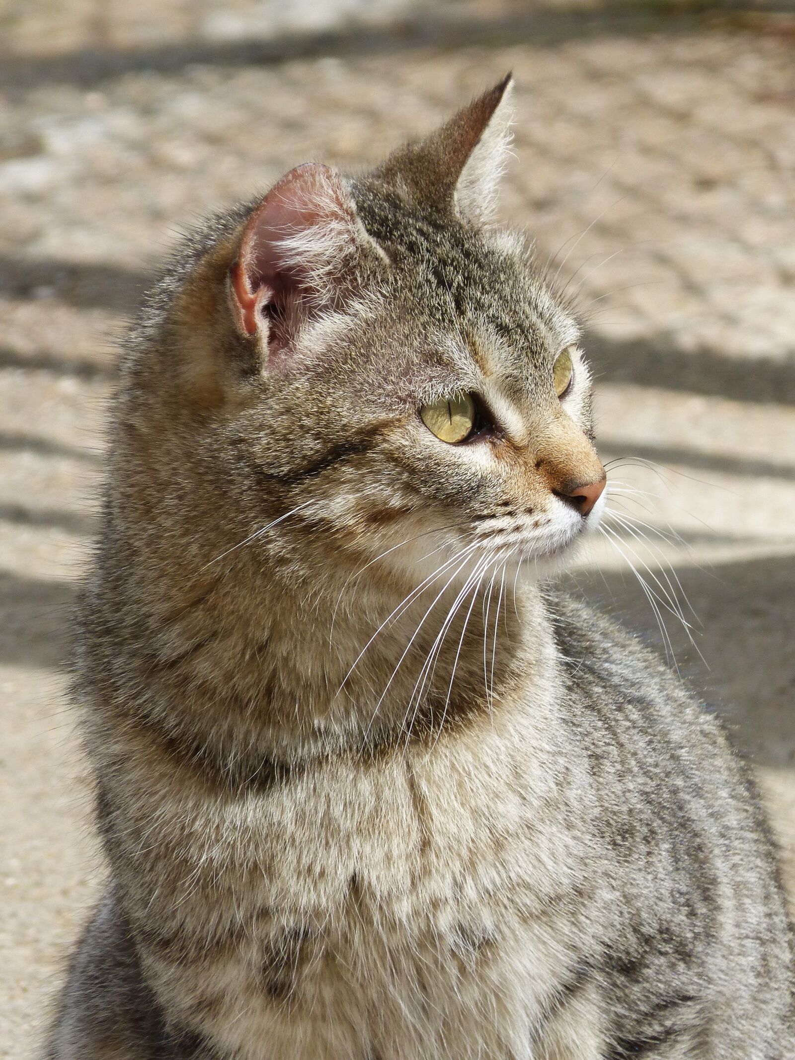 Panasonic DMC-FZ62 sample photo. Mammalia, nice, cat photography