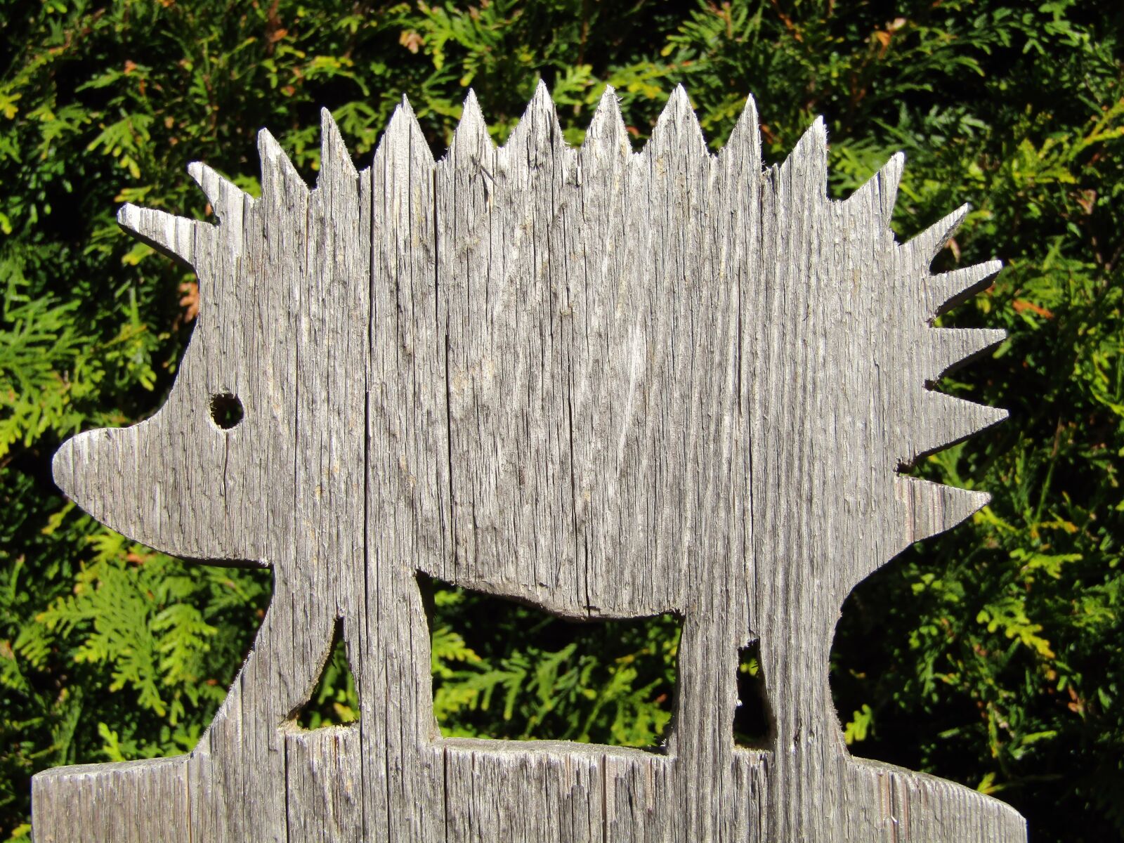Canon POWERSHOT SX432 IS sample photo. Hedgehog, garden fence, fence photography