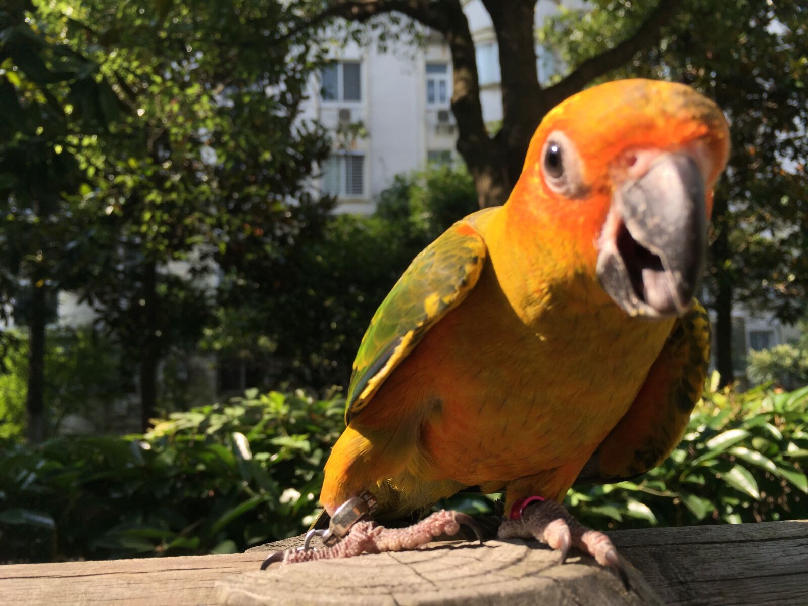 Apple iPhone 6 Plus sample photo. Bird, orange, laugh photography