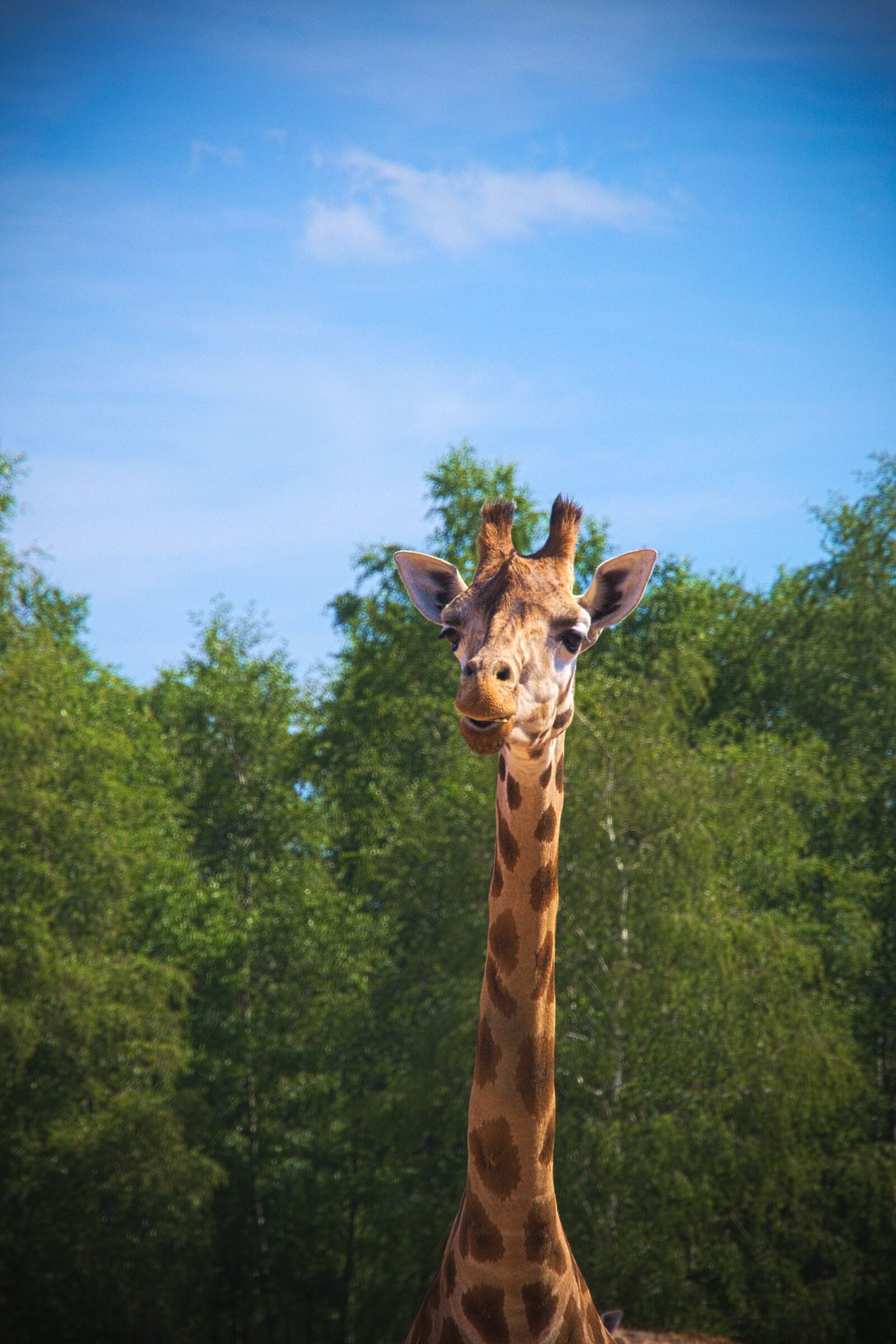 Panasonic Lumix DMC-GH3 sample photo. Giraffe, animal, africa photography