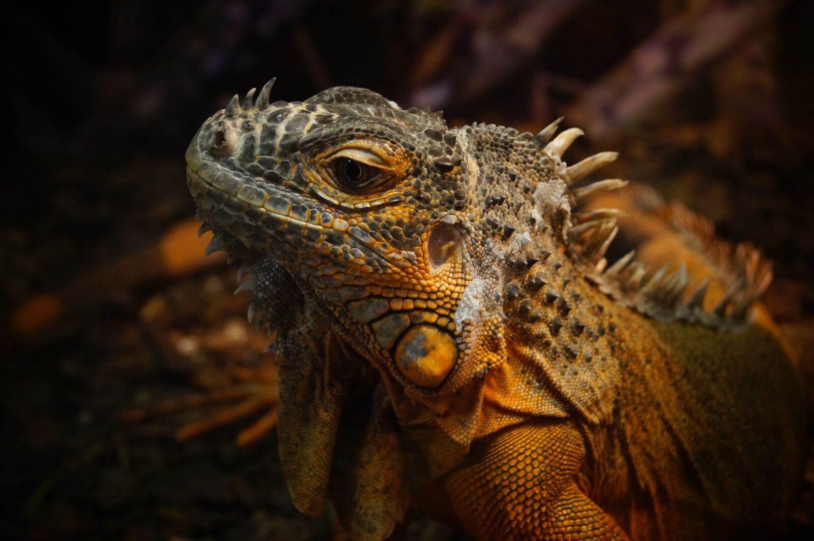 Sony DT 18-55mm F3.5-5.6 SAM II sample photo. Reptiles, terrarium, zoo photography