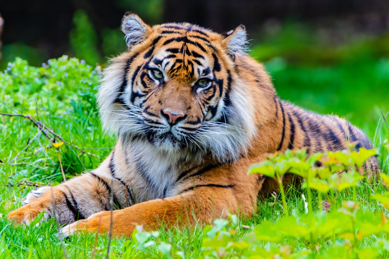 Canon EOS 80D sample photo. Tiger, predator, cat photography
