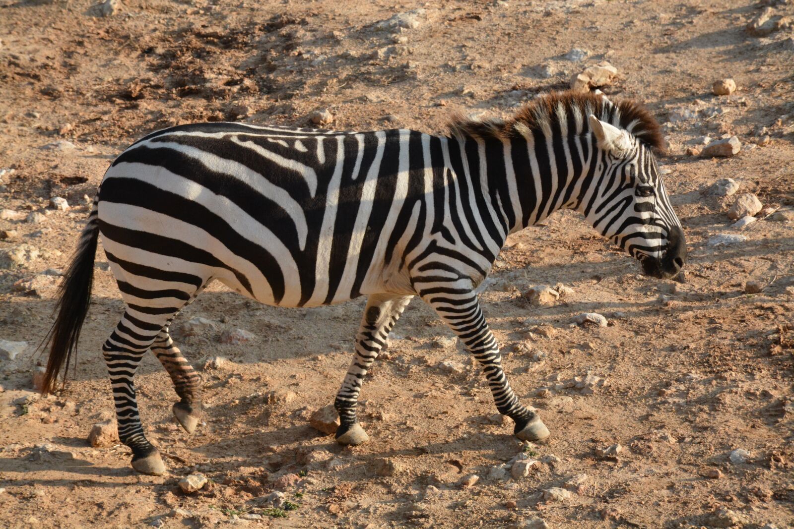 Nikon D7100 sample photo. Zebra, zoo, animal photography