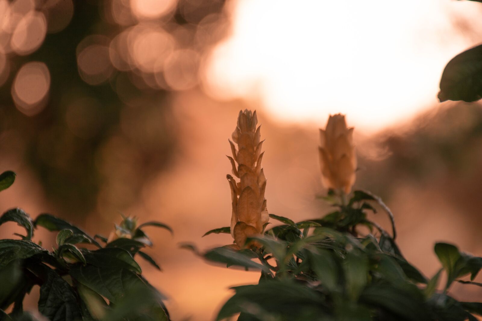 Nikon D7200 sample photo. Flower, petals, plant photography