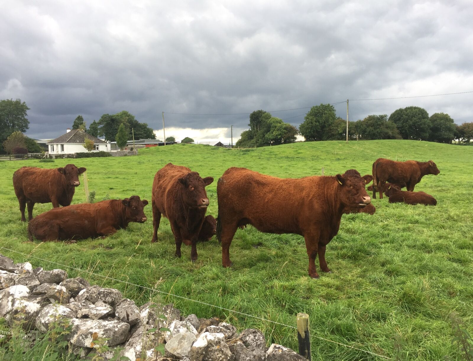 Apple iPhone 6 sample photo. Cows, grazing, land photography