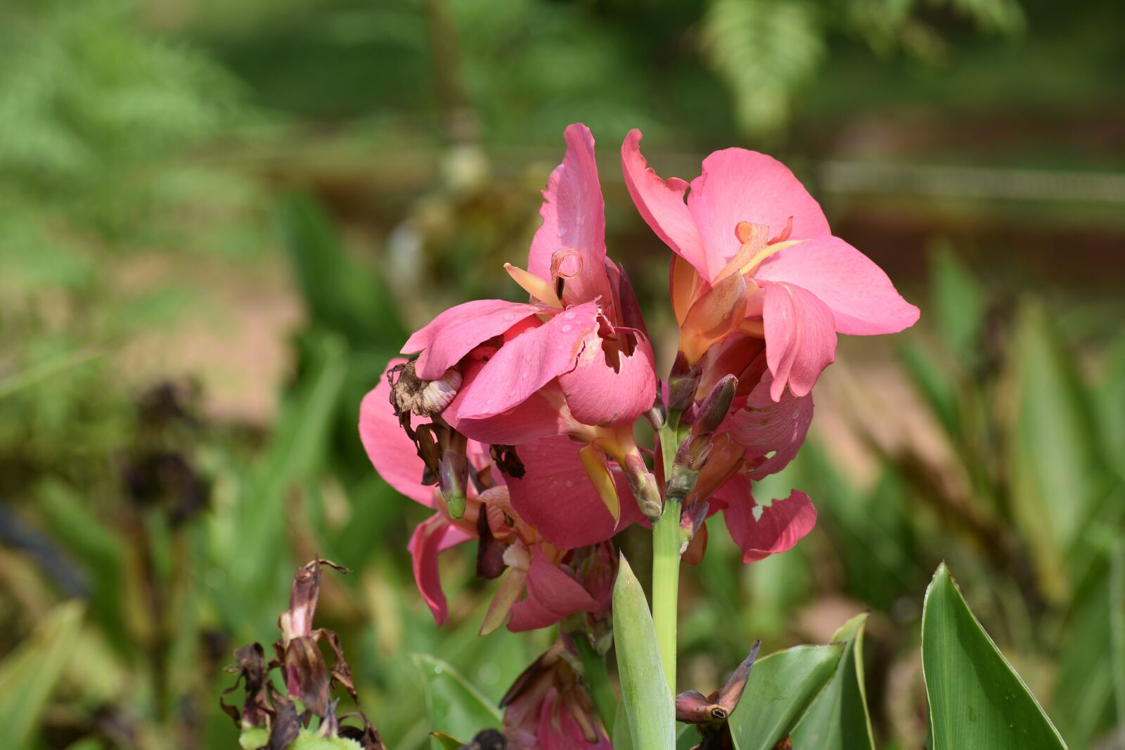 Nikon D3400 sample photo. Kerala, floral, nature photography