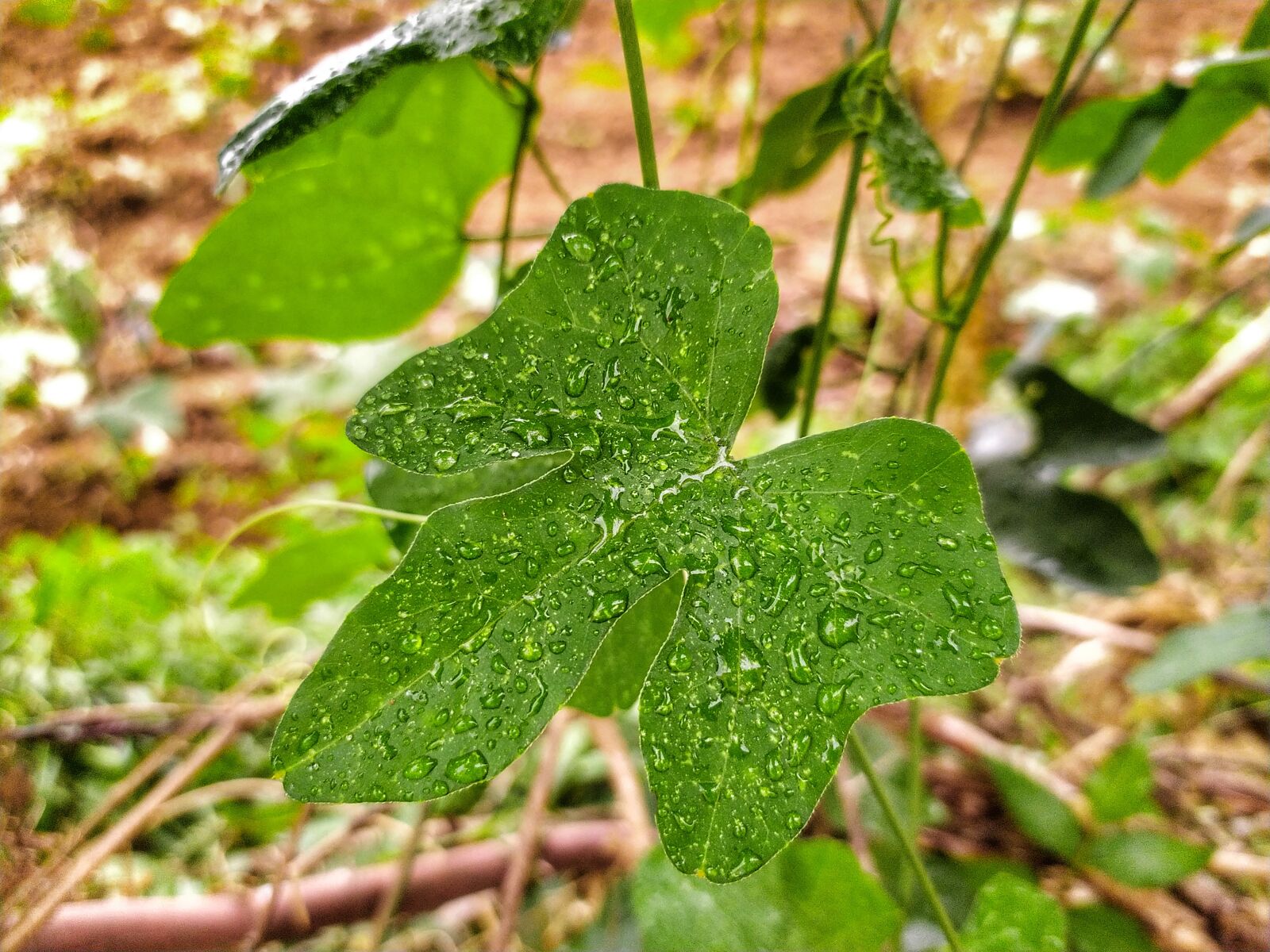 Xiaomi Redmi Note 8 sample photo. Nature, leafs, wonderful photography