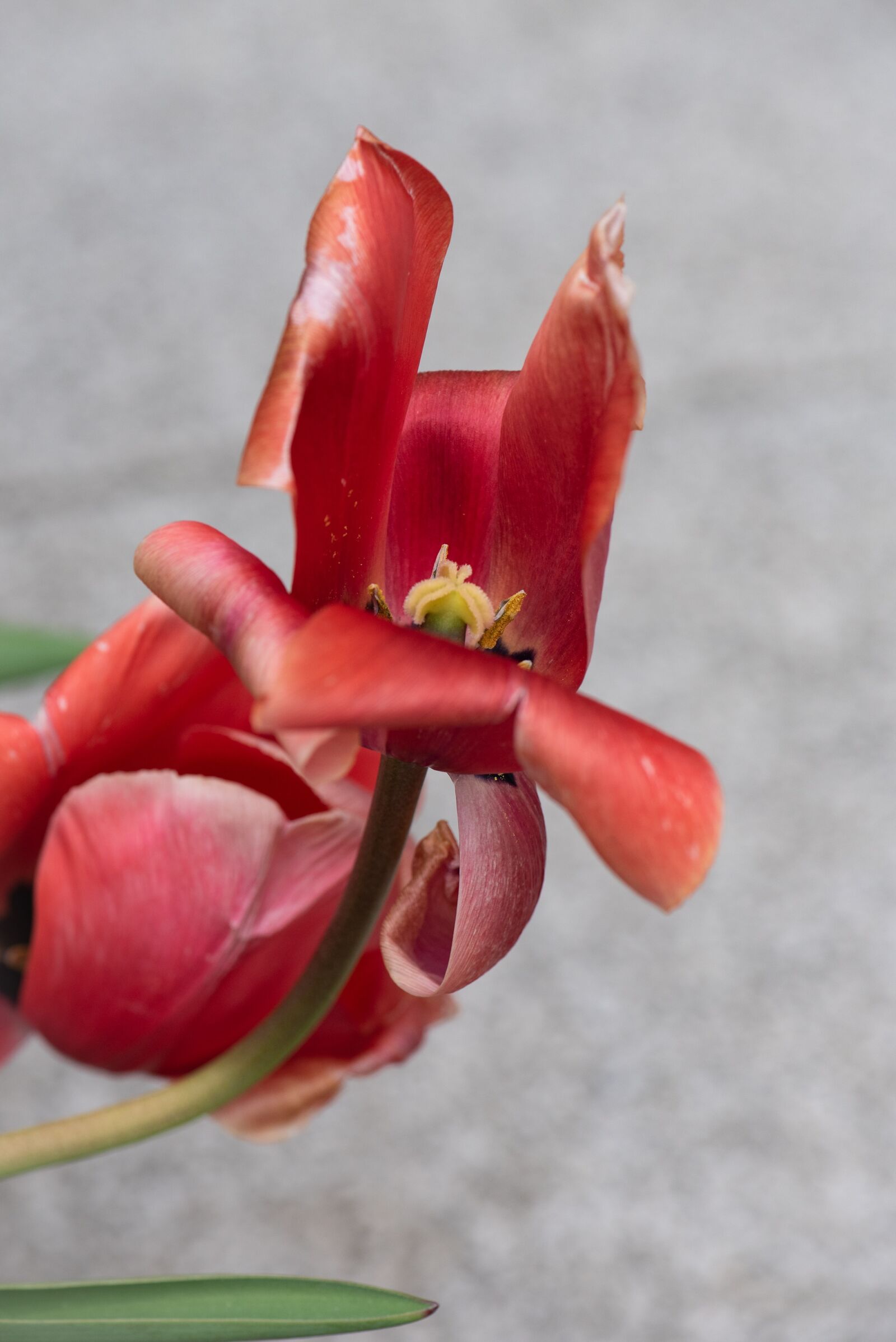 Nikon D750 sample photo. Flower, tulip, red photography