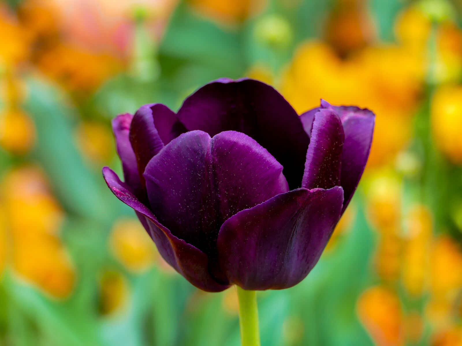 Panasonic Lumix DMC-FZ1000 sample photo. Tulip purple, flower, bokeh photography