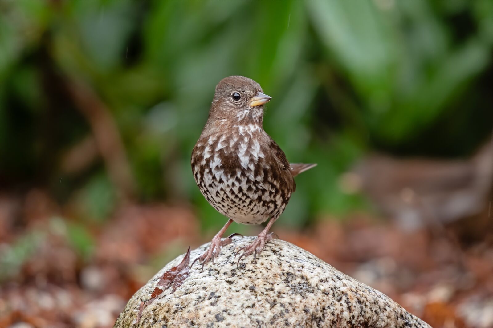Nikon D500 sample photo. Bird, sparrow, garden photography