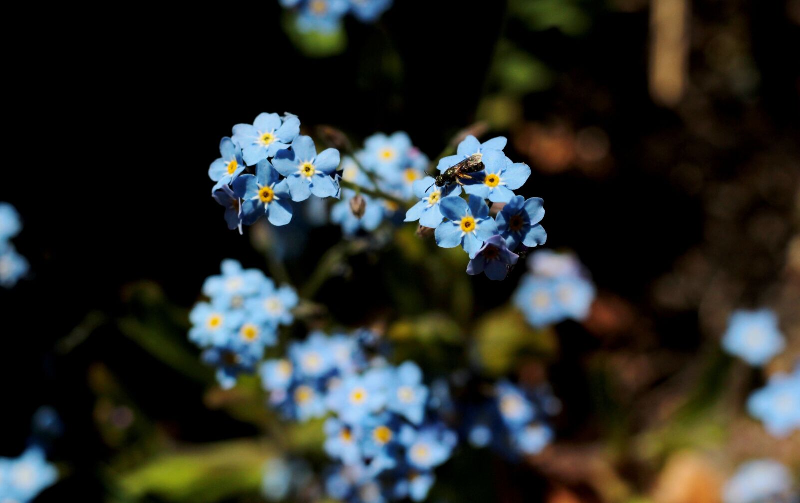 Canon EOS 600D (Rebel EOS T3i / EOS Kiss X5) + Canon EF 50mm F1.8 STM sample photo. Vergeetmenietjes, blue, myosotis photography