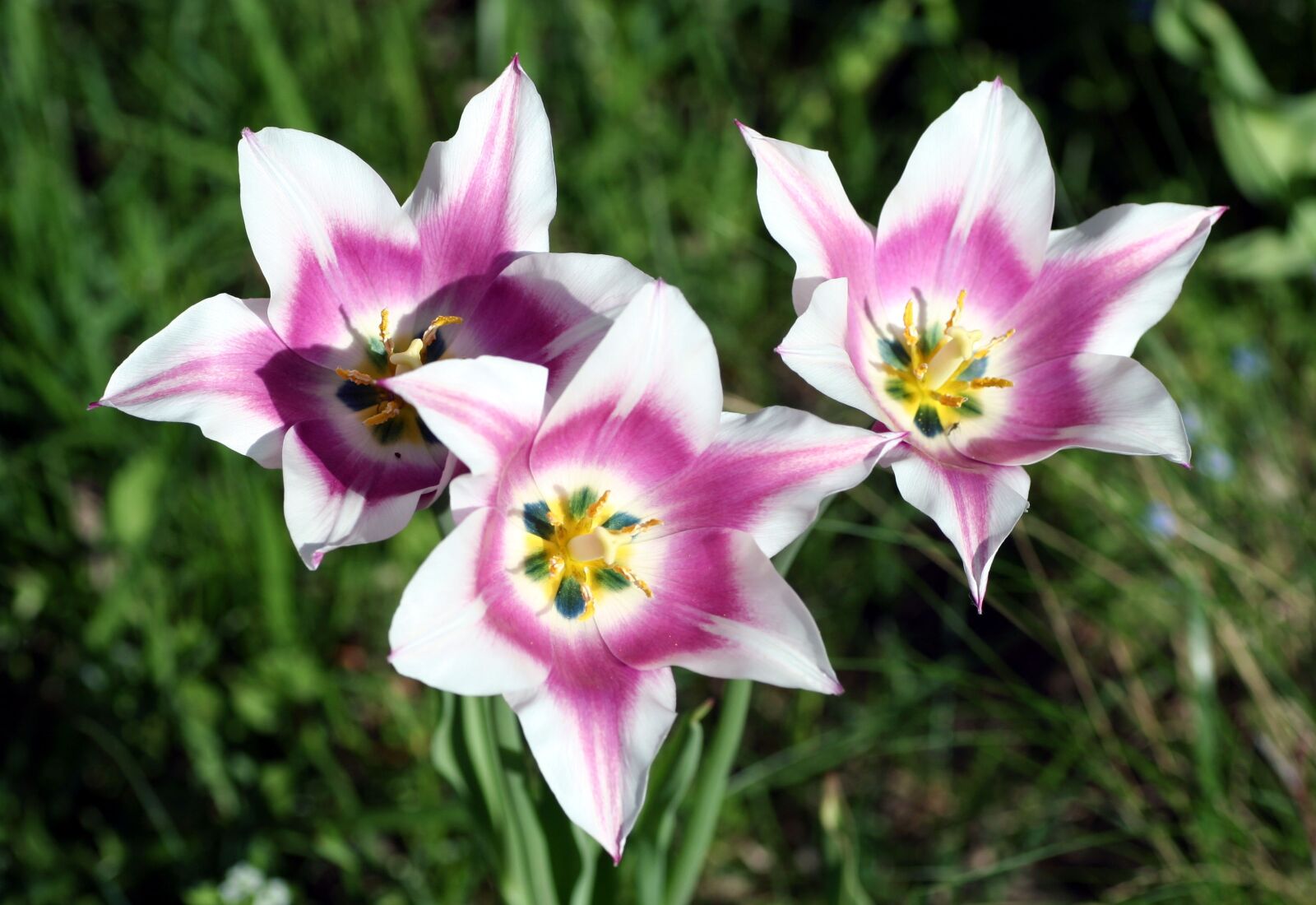 Canon EOS 350D (EOS Digital Rebel XT / EOS Kiss Digital N) sample photo. Tulips, flower, nature photography