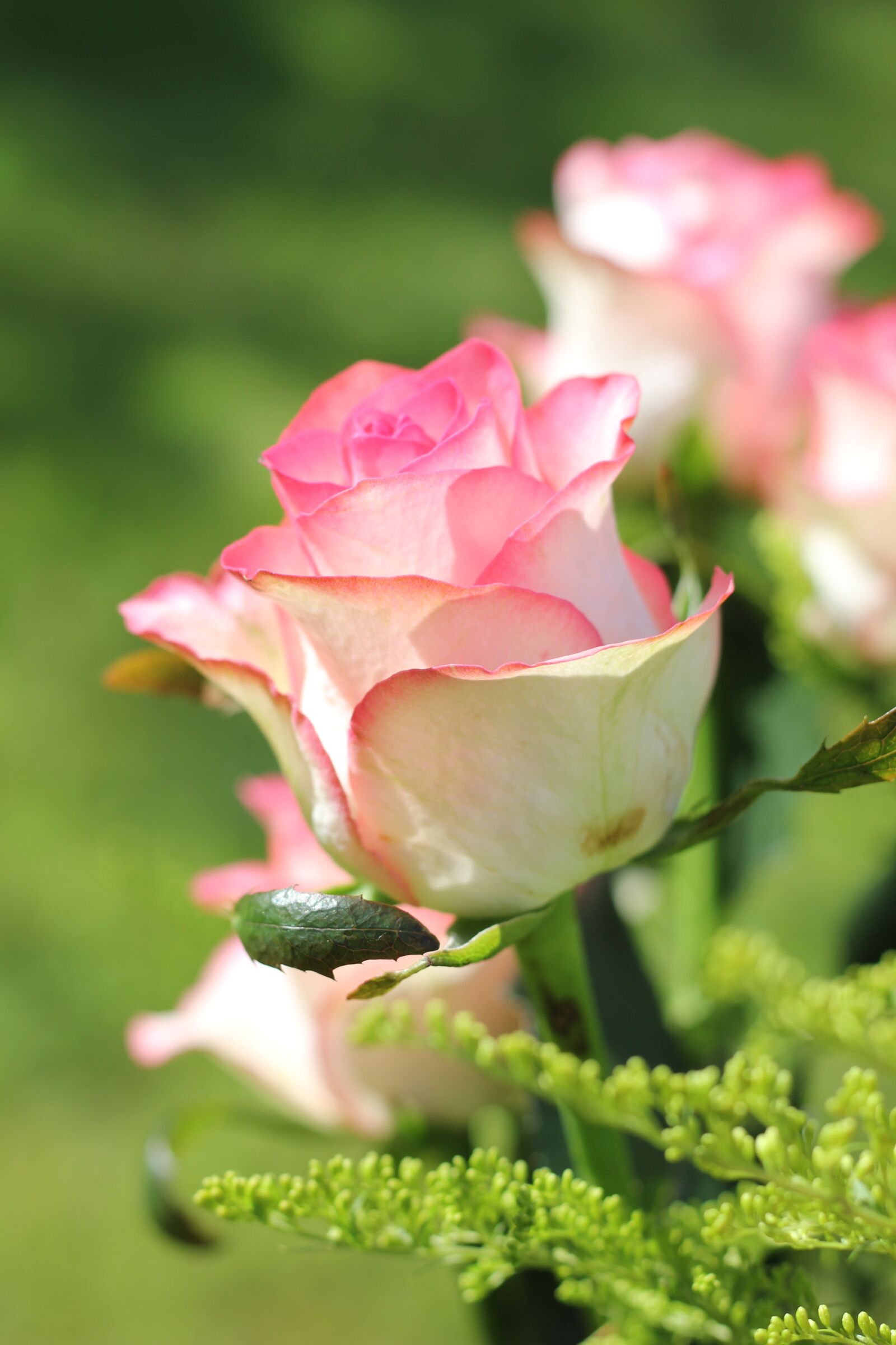 Canon EOS 550D (EOS Rebel T2i / EOS Kiss X4) sample photo. Rose, blossom, bloom photography