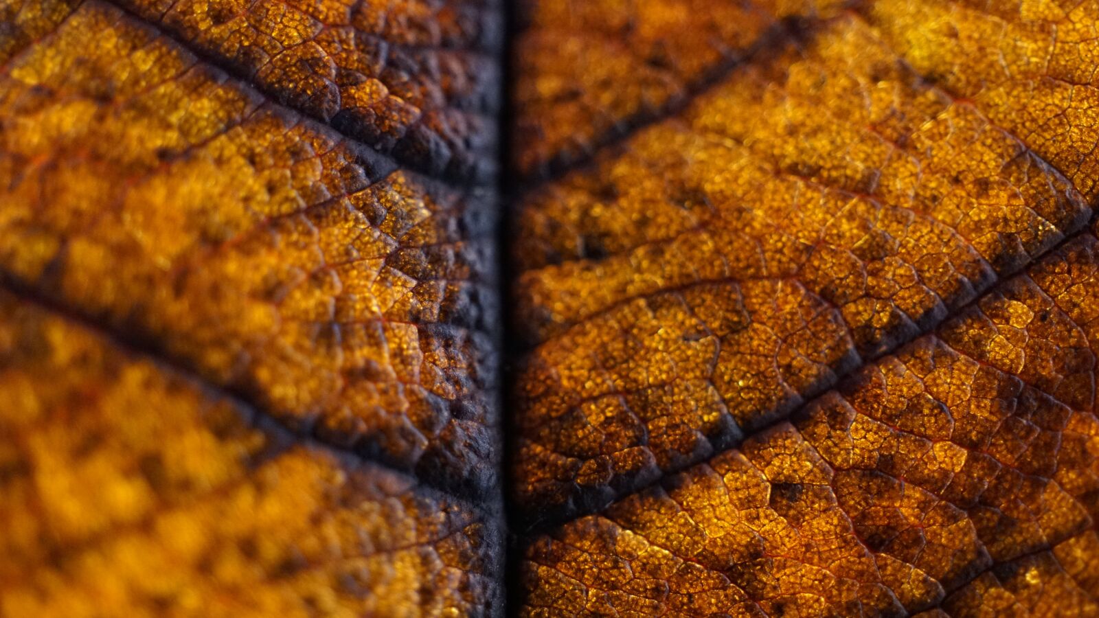 Sony E 30mm F3.5 Macro sample photo. Golden autumn, background, leaf photography