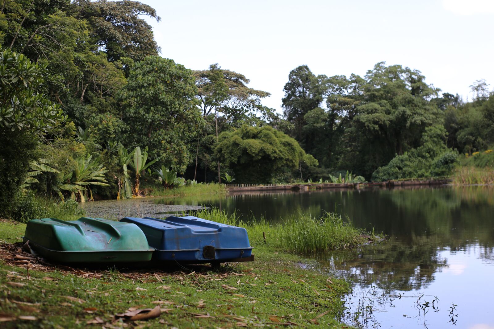Canon EOS 6D sample photo. Kericho, kenya, travel photography