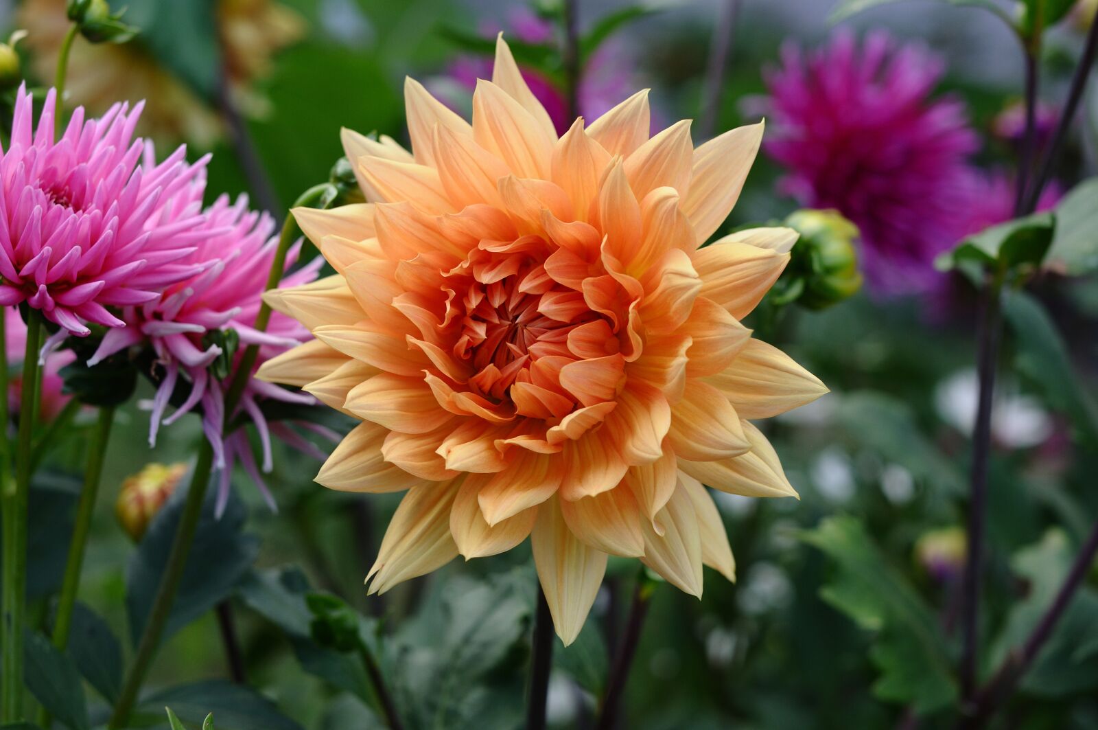 Nikon D90 sample photo. Flowers, dahlia, plants photography