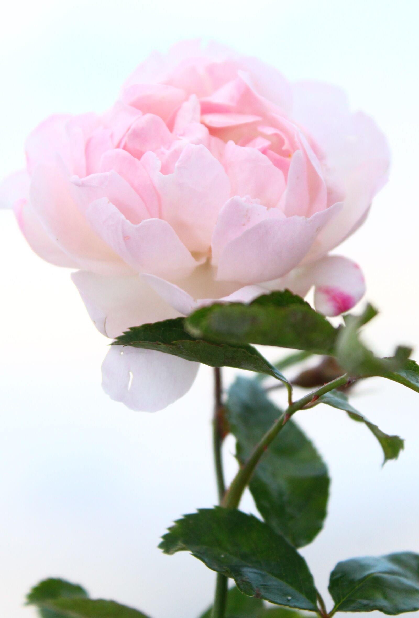 Canon EOS 1100D (EOS Rebel T3 / EOS Kiss X50) sample photo. Rose, flower, petal photography
