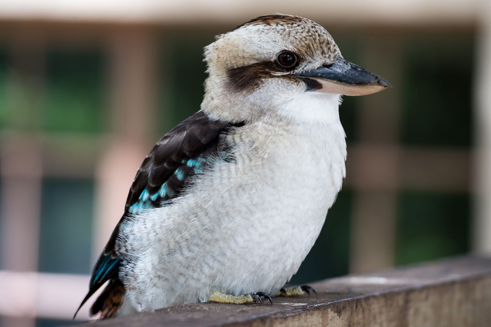 Nikon Df sample photo. Kookaburra, bird, australia photography