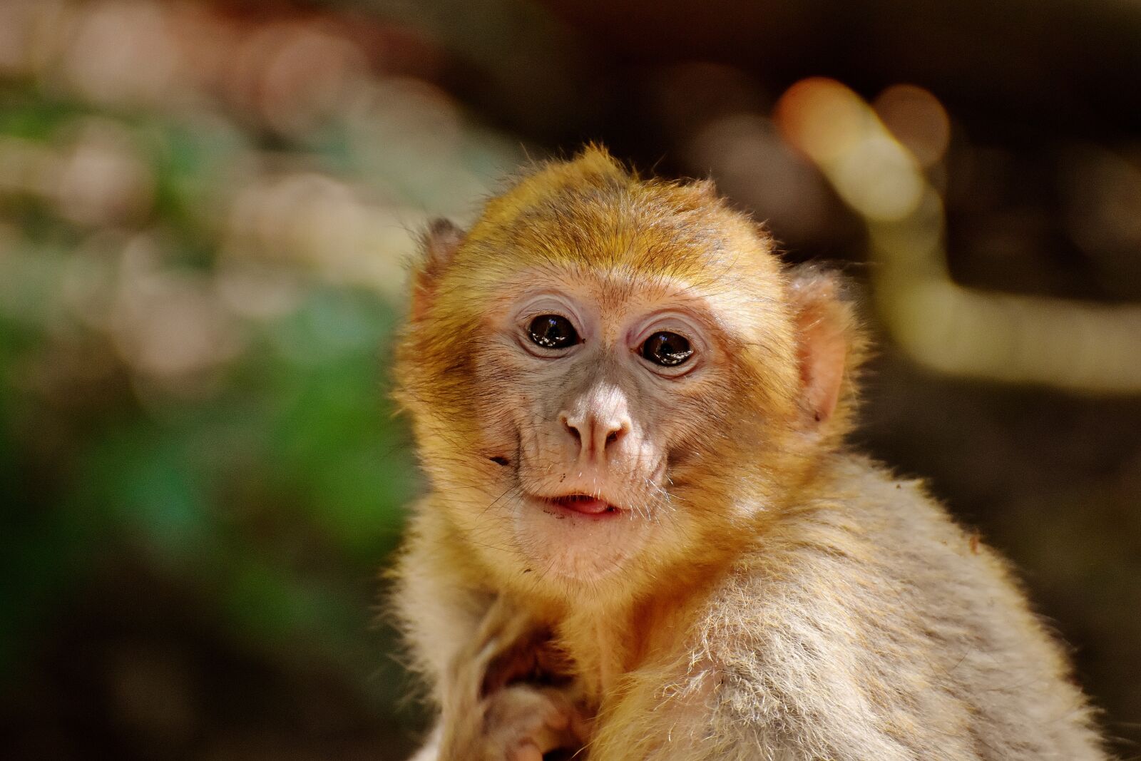 Nikon D7200 sample photo. Barbary ape, eat, food photography