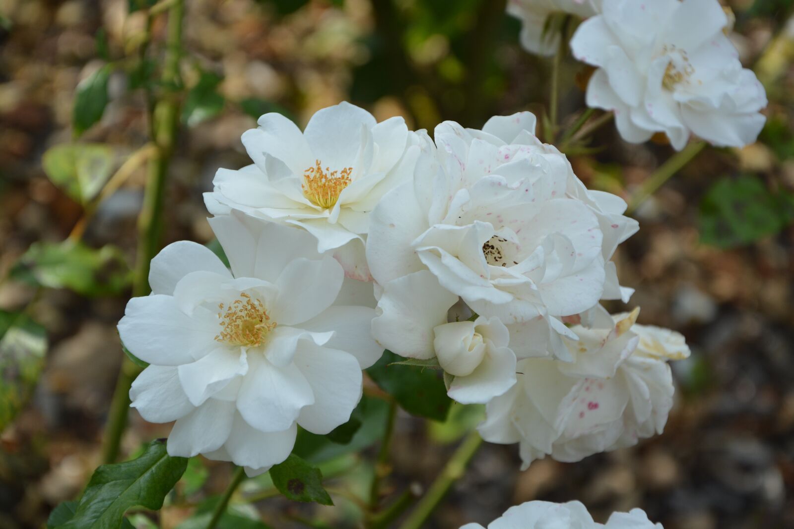 Nikon D5200 sample photo. White roses, bouquet, white photography