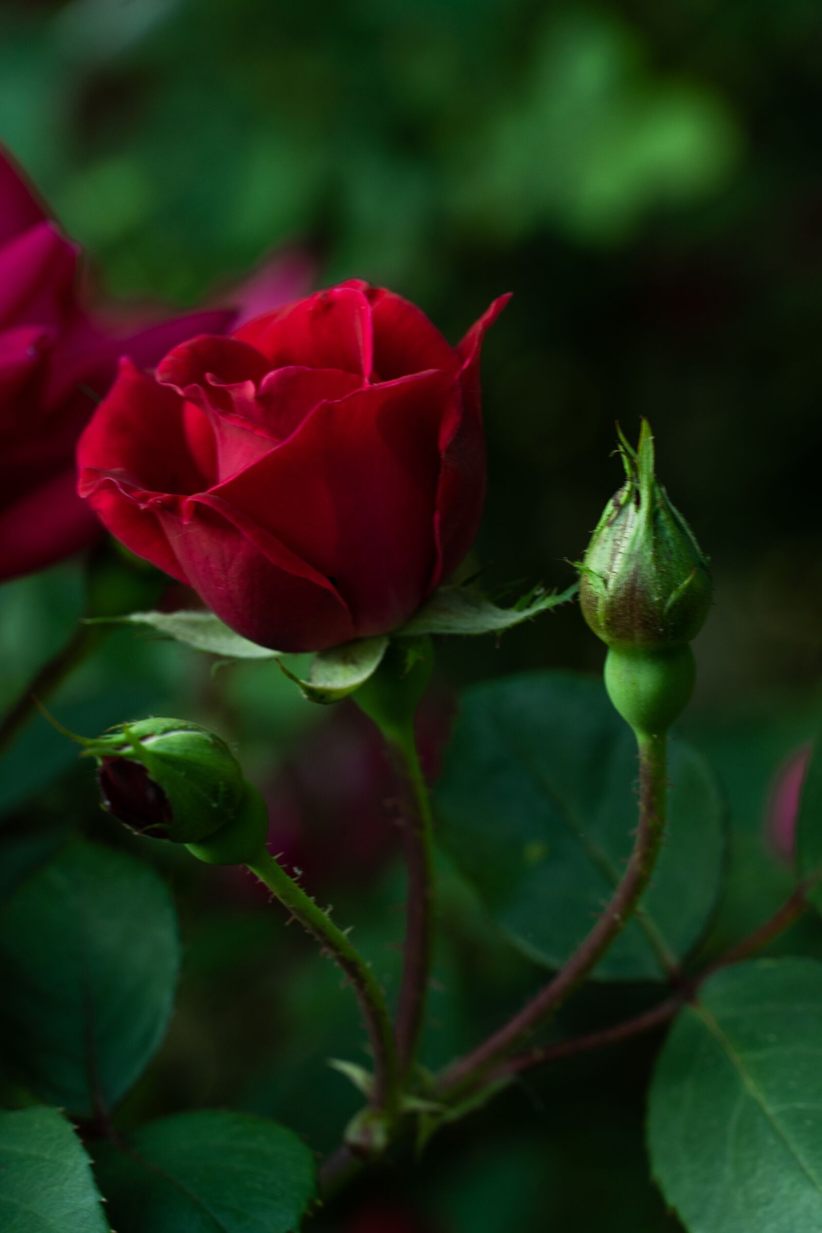 Sony a6600 sample photo. Flower, red, roses photography