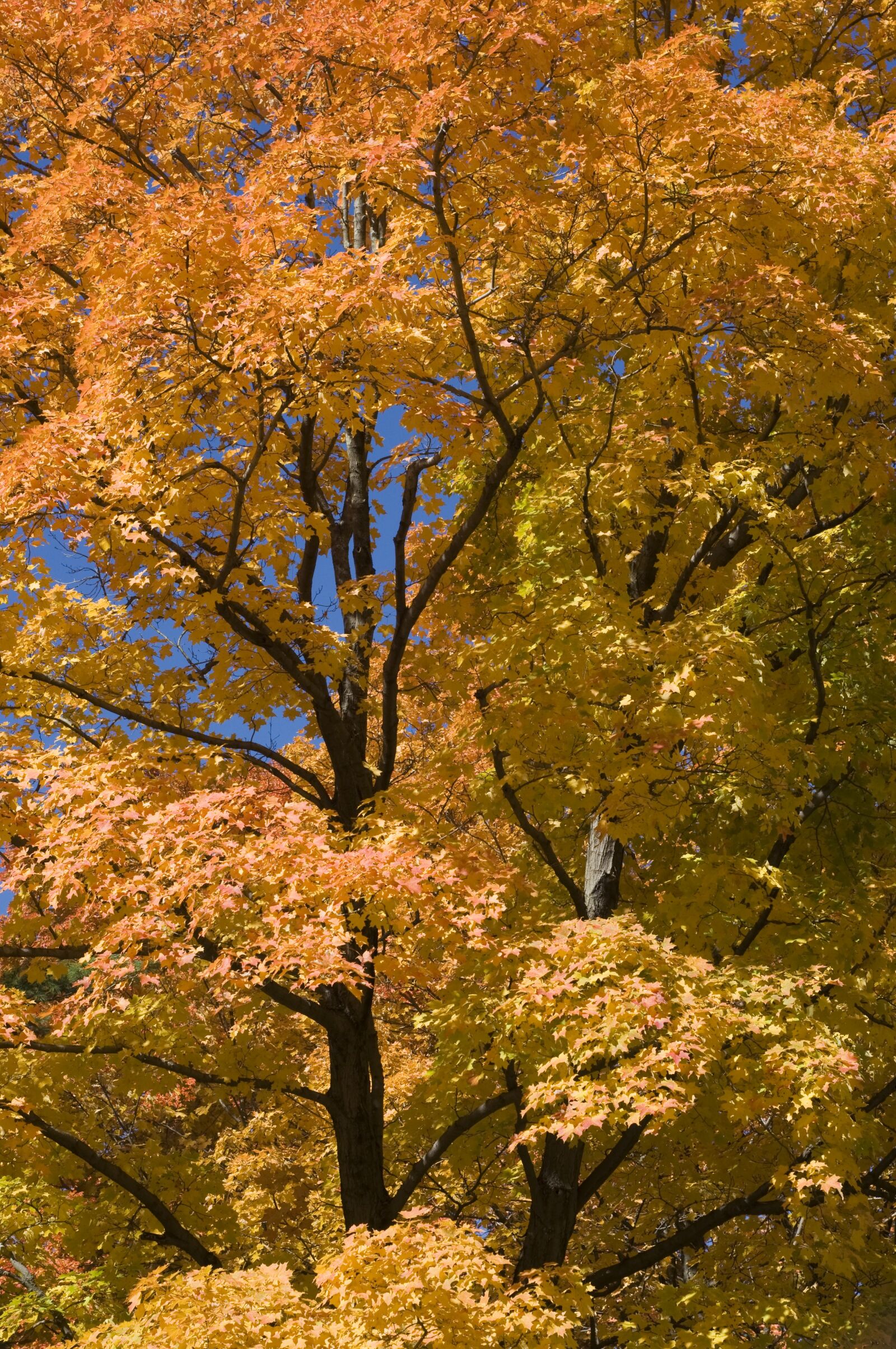 Nikon D90 sample photo. Golden, autumn, season photography