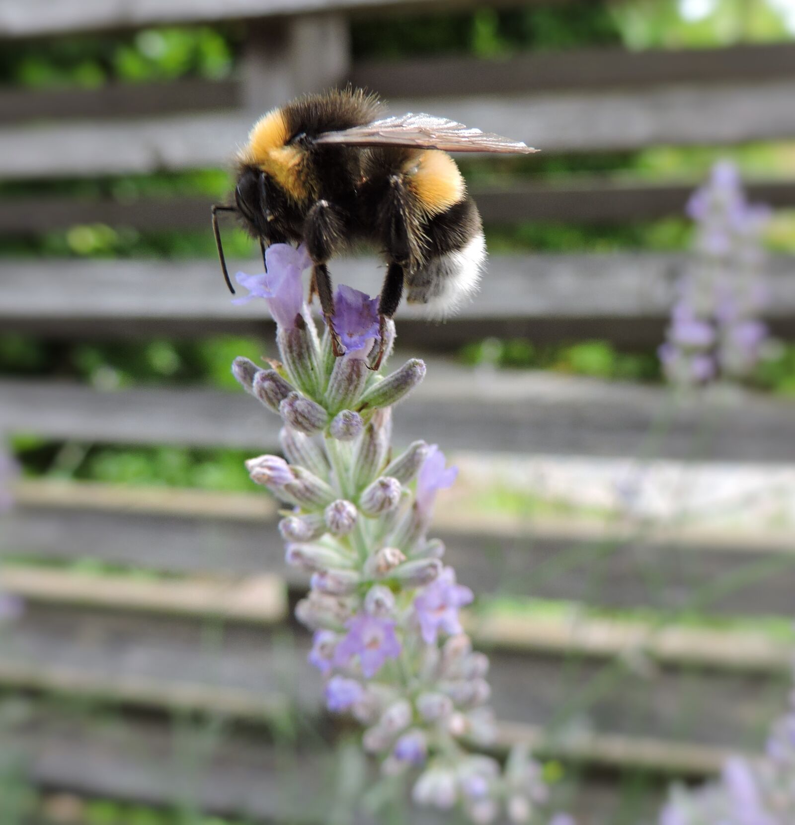 Nikon Coolpix P530 sample photo. Hummel, lavender, garden tulln photography