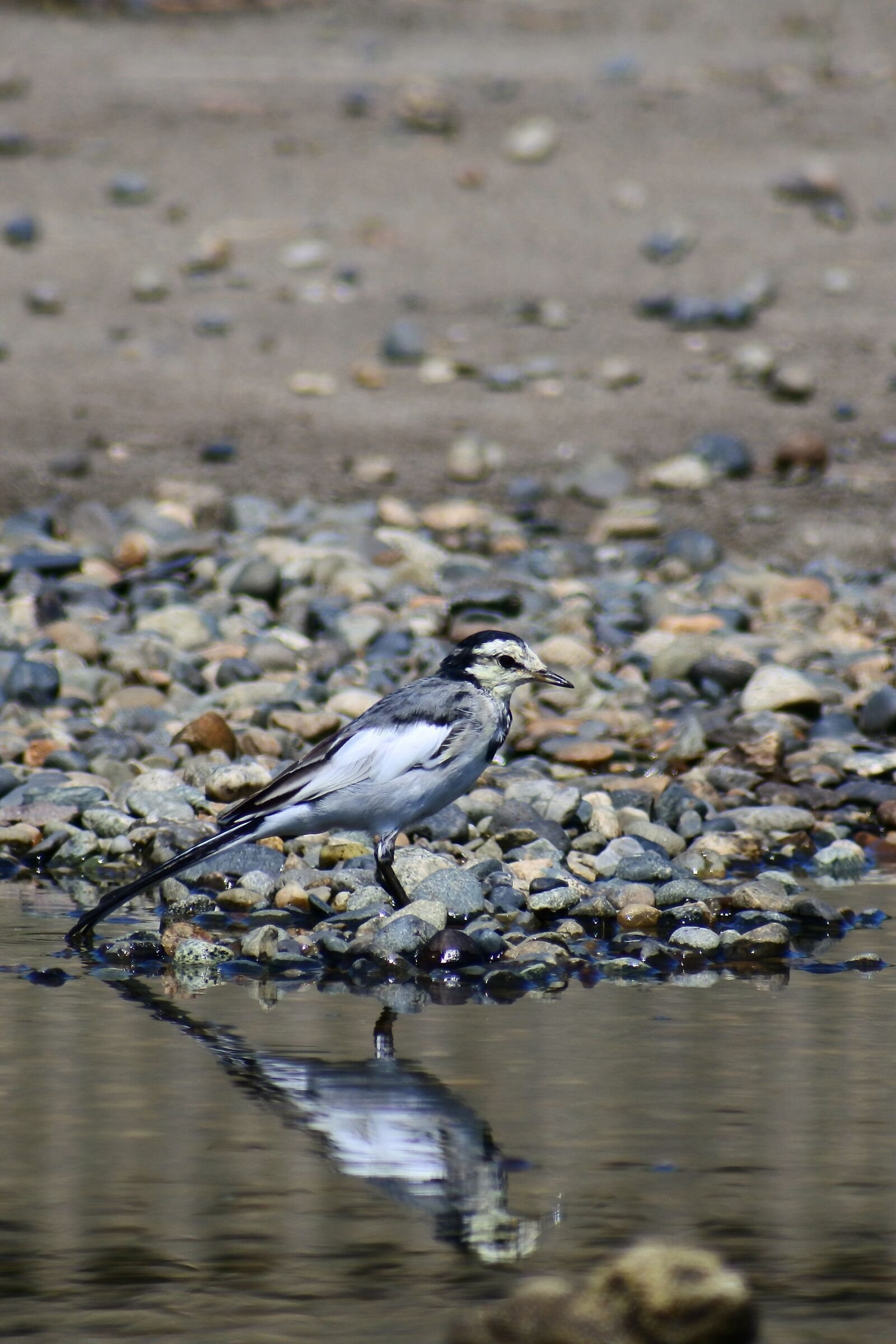 VR 70-300mm f/4.5-6.3G sample photo. Animal, pond, pebbles photography