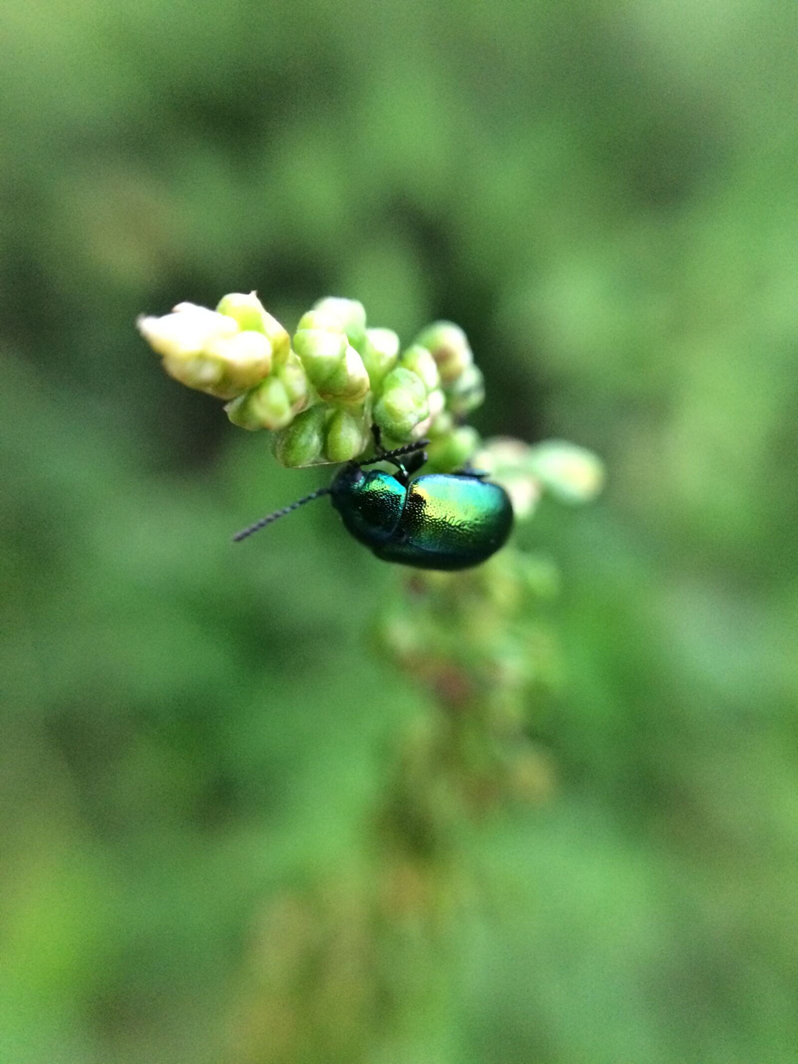 Apple iPhone 5s sample photo. Bug, insect, plant photography