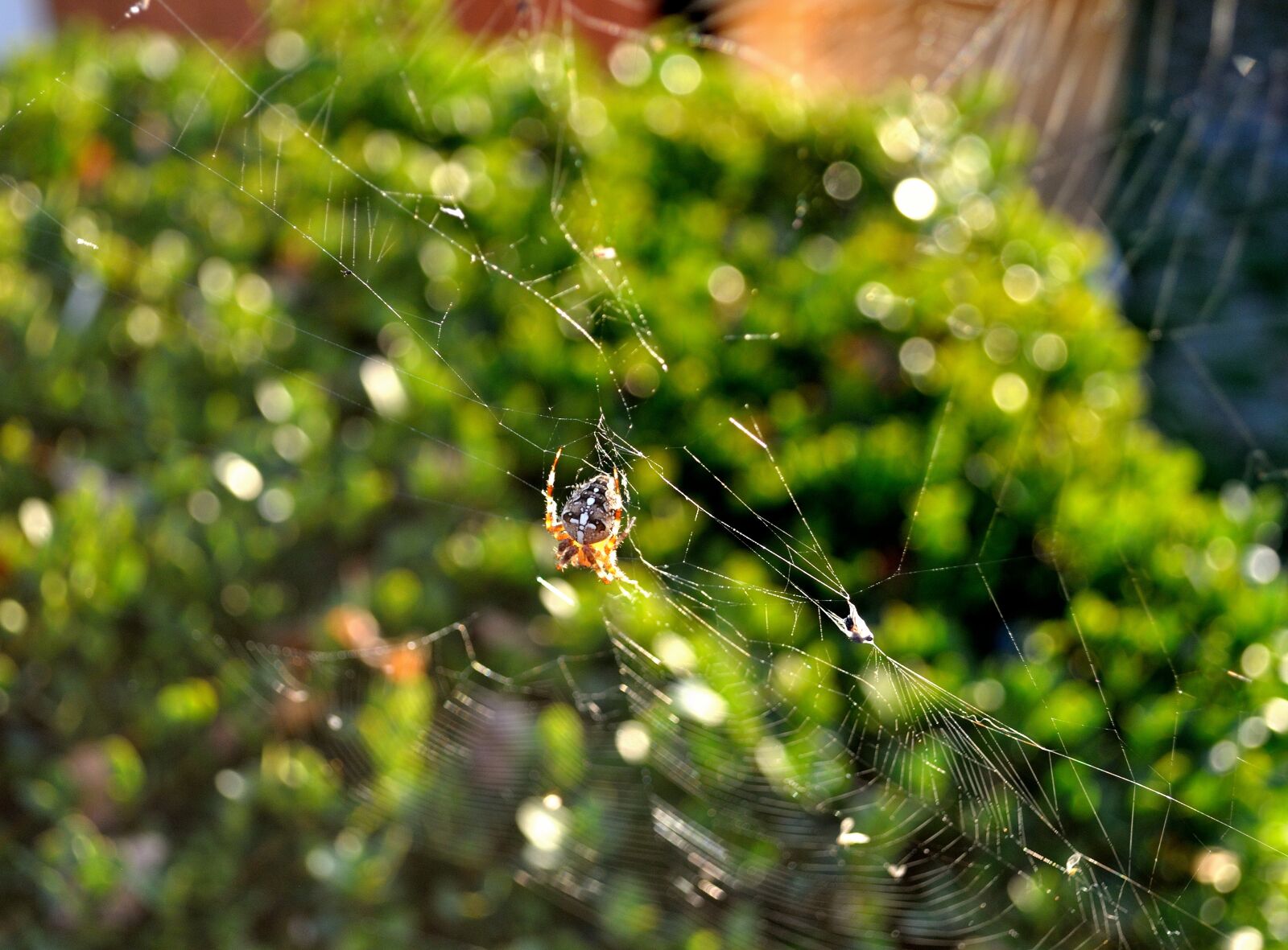 Nikon D5000 sample photo. Spider, insect, small spider photography