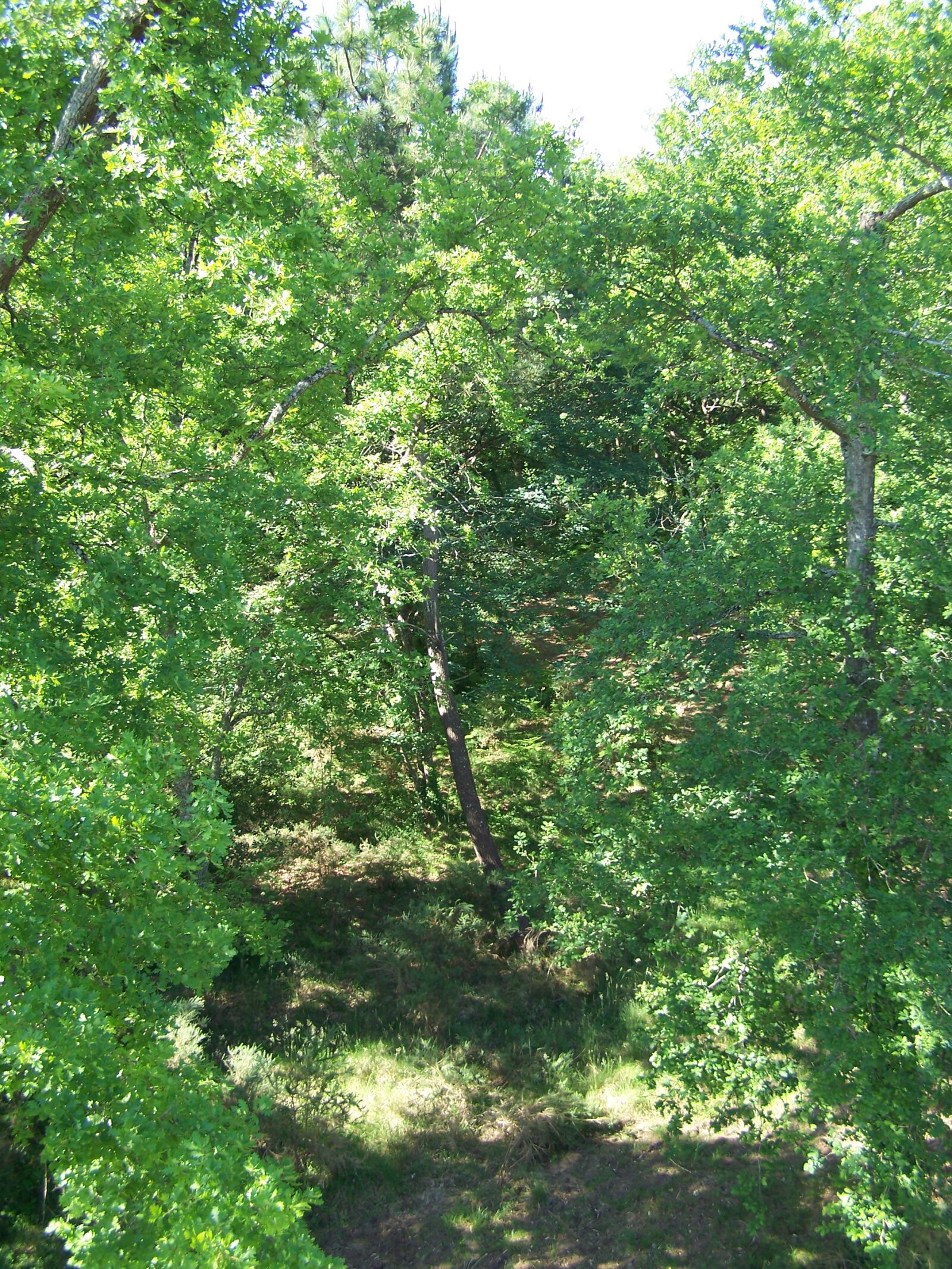 Kodak EASYSHARE Z710 ZOOM DIGITAL CAMERA sample photo. Trail, wood, promenade photography