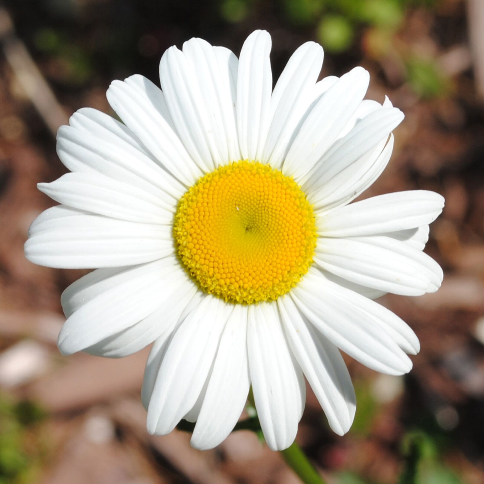 Nikon D3000 sample photo. Daisy, flower, spring photography