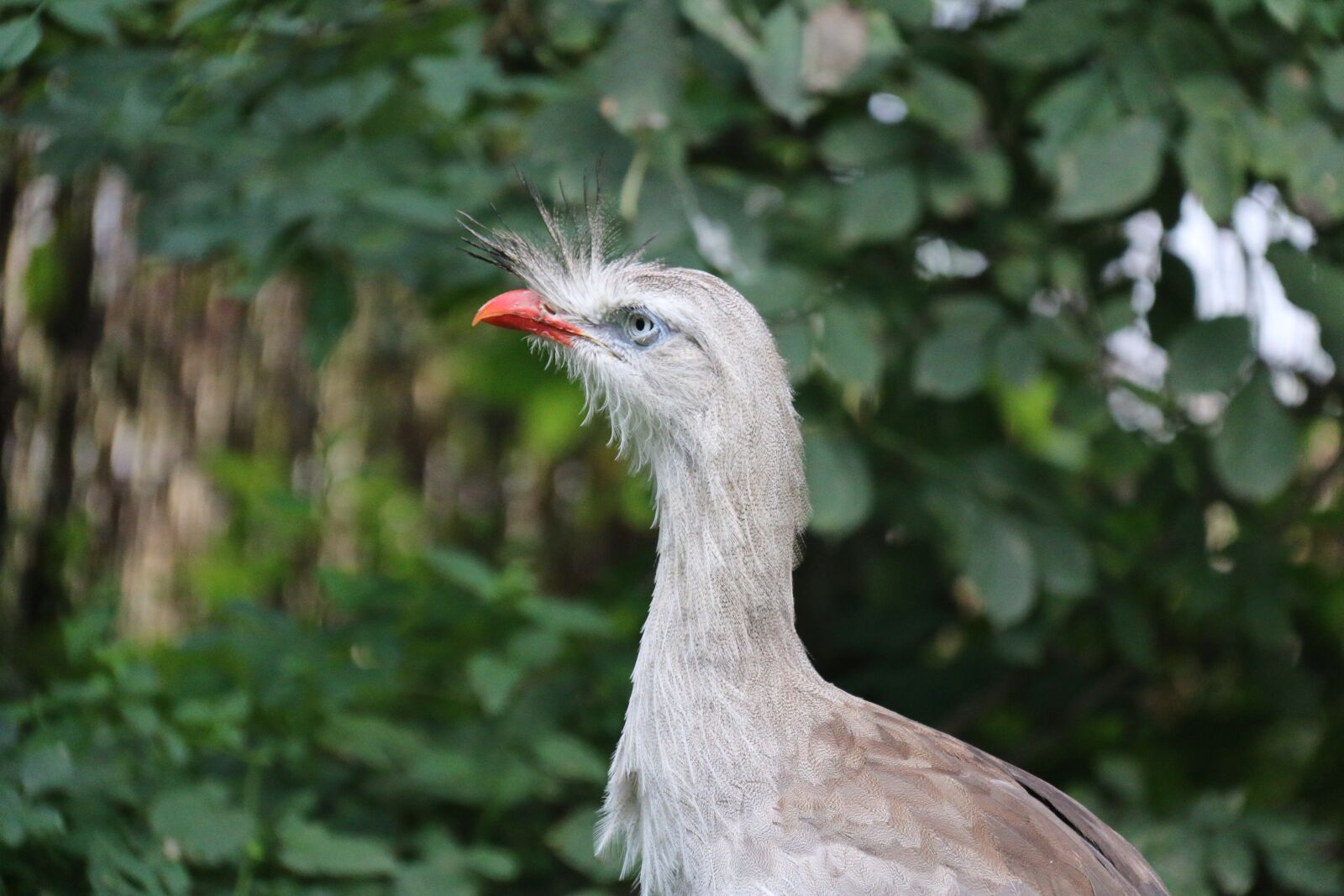 Canon EOS 70D sample photo. Cariama huppé, bird, wild photography